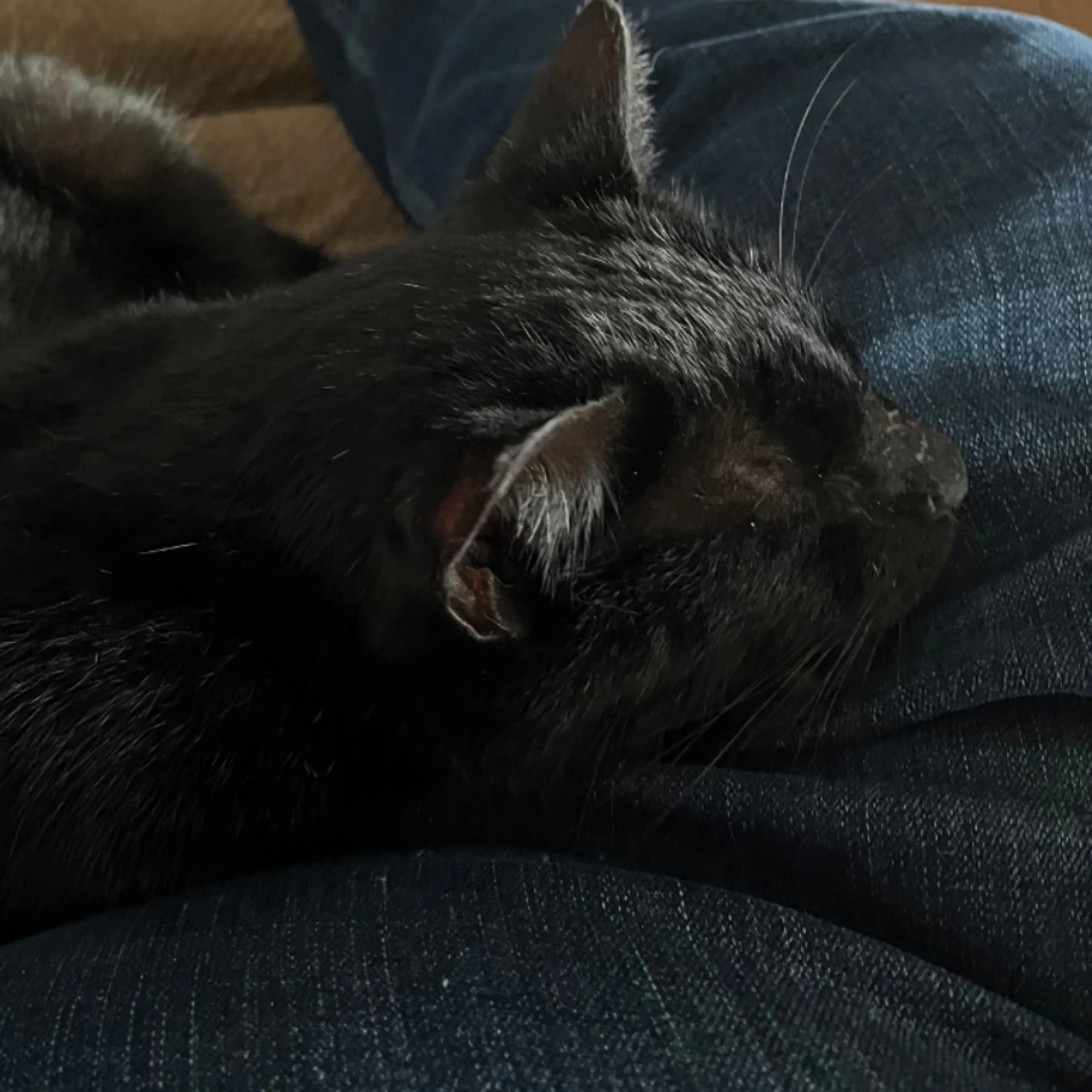 Lost pet