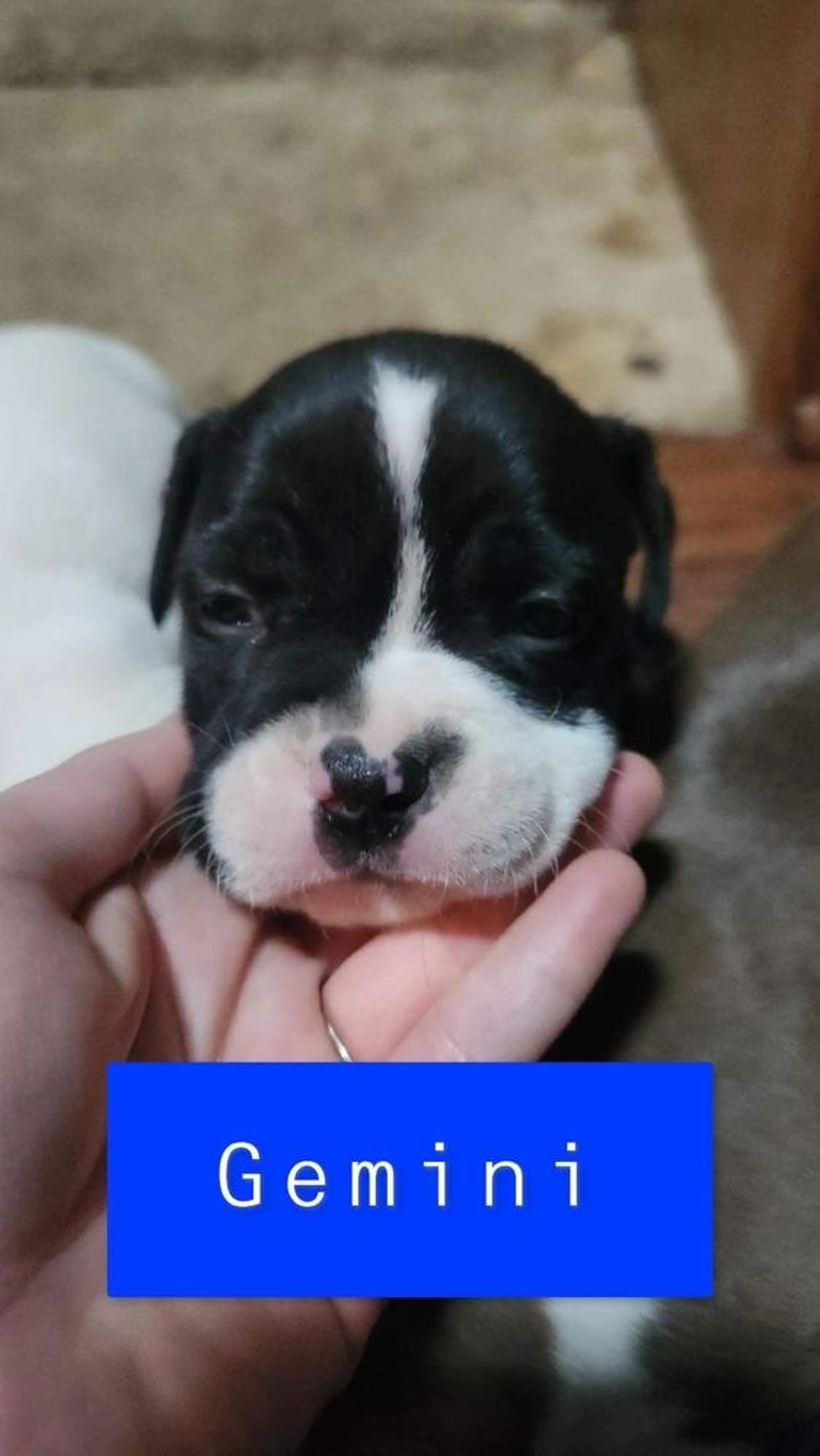 Found pet-3