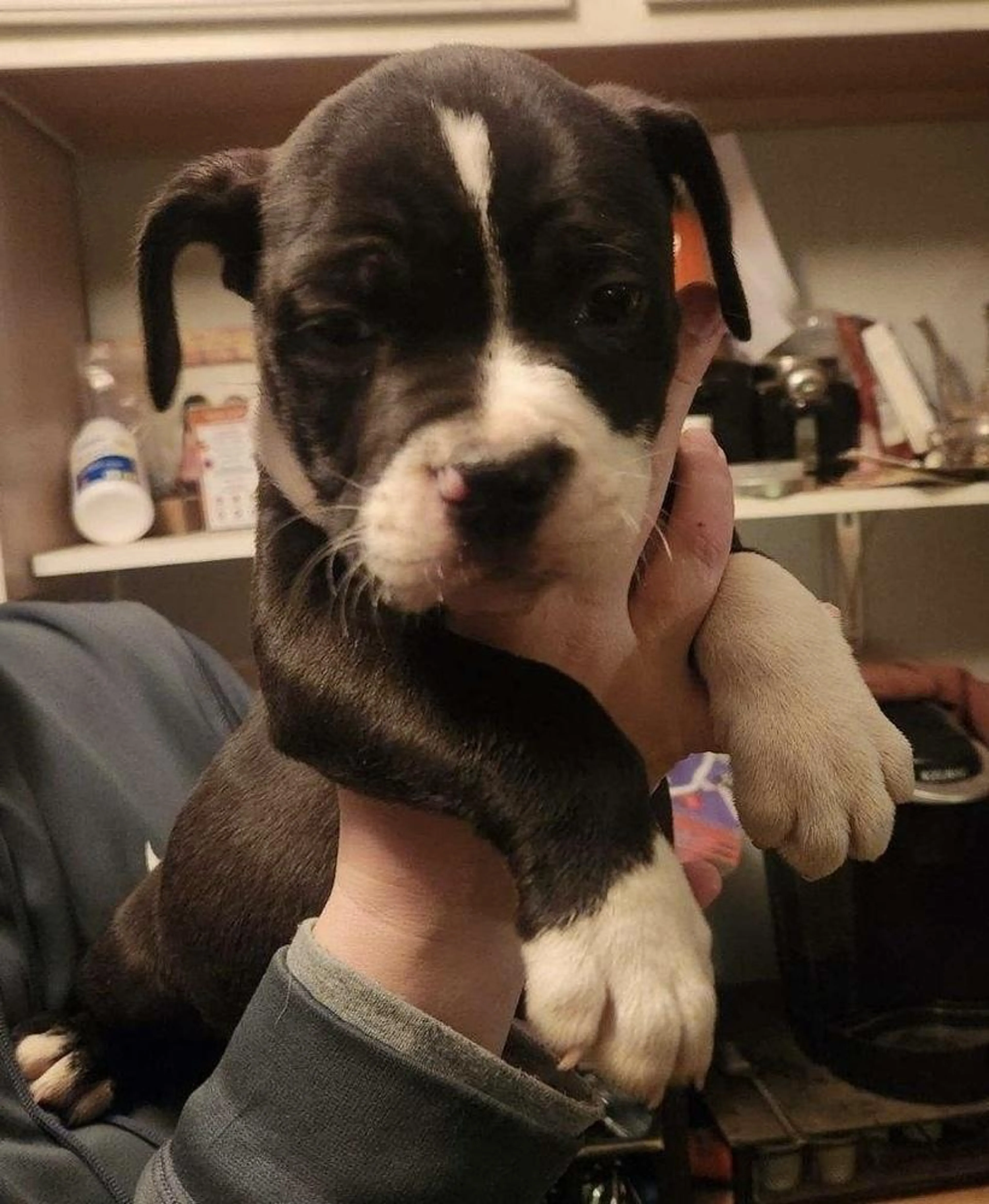 Found pet-1