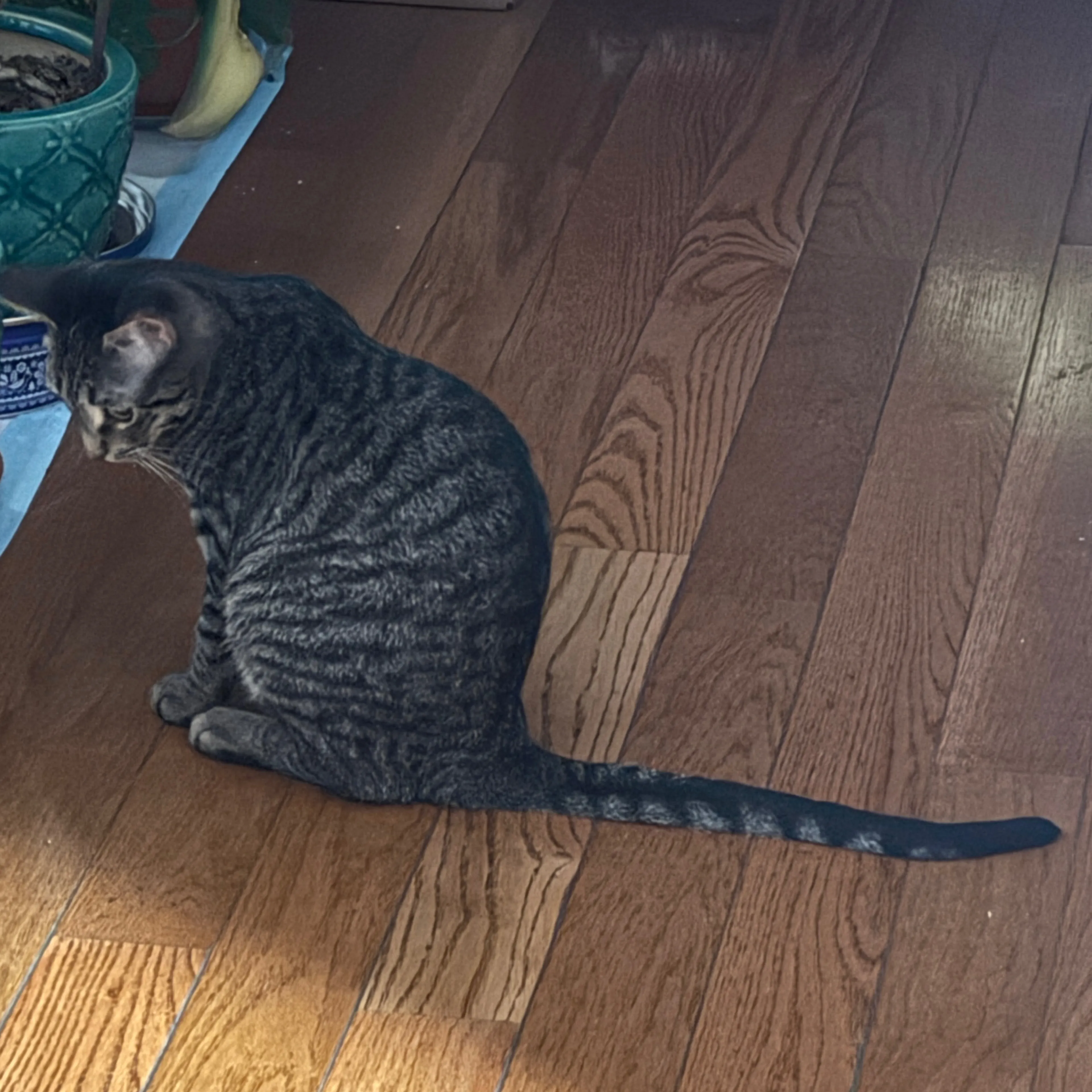 Lost pet-1
