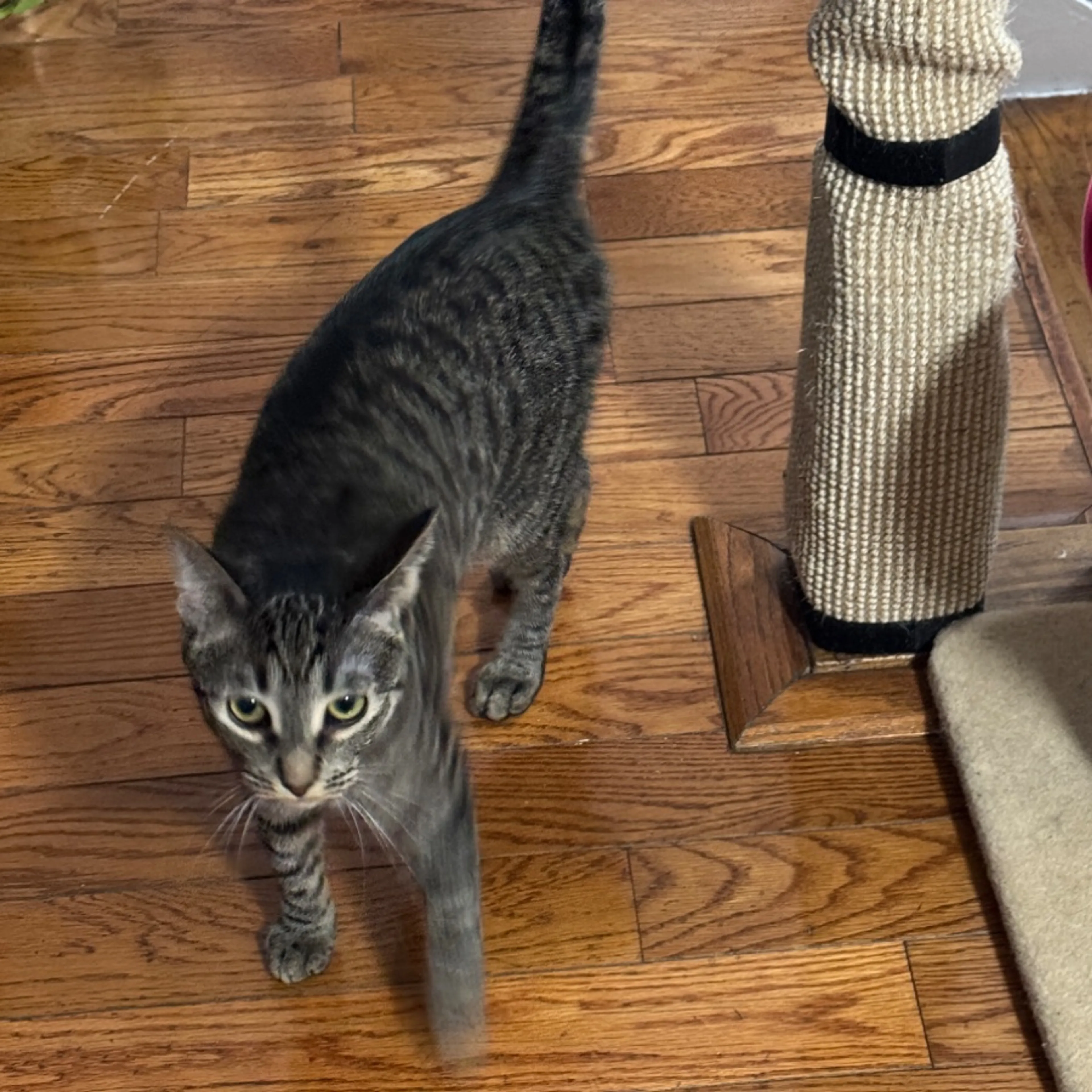 Lost pet-0