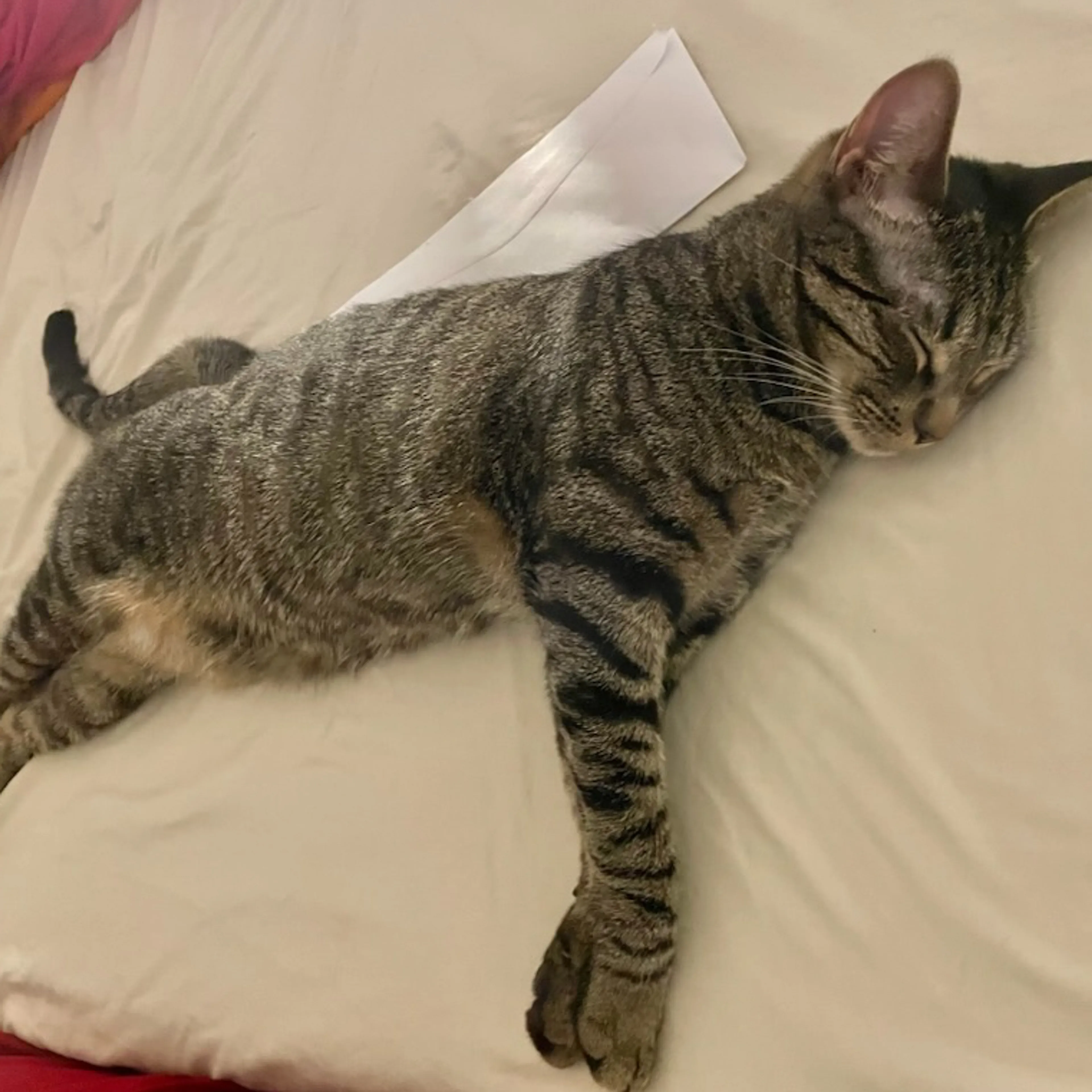 Lost pet-3
