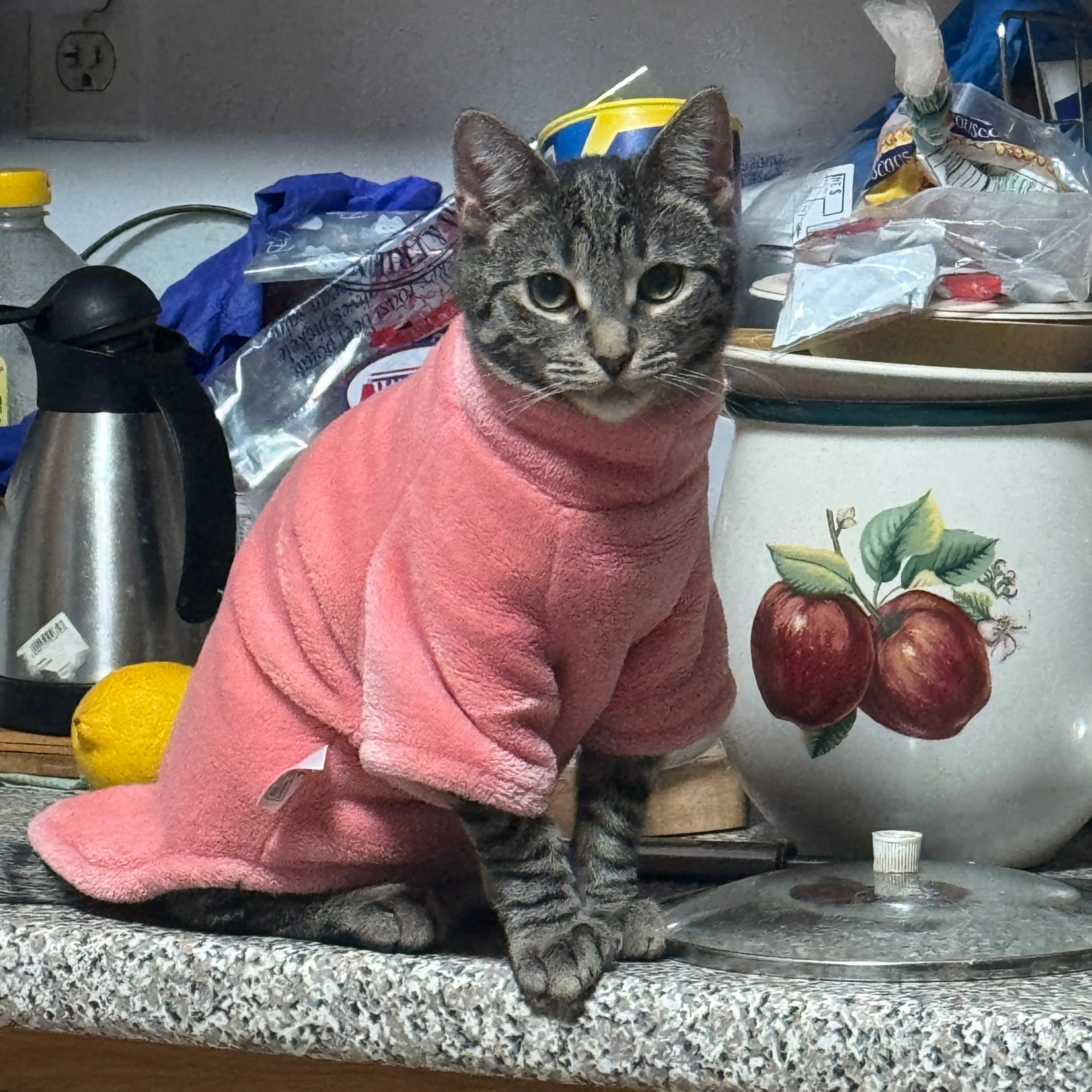 Lost pet-2