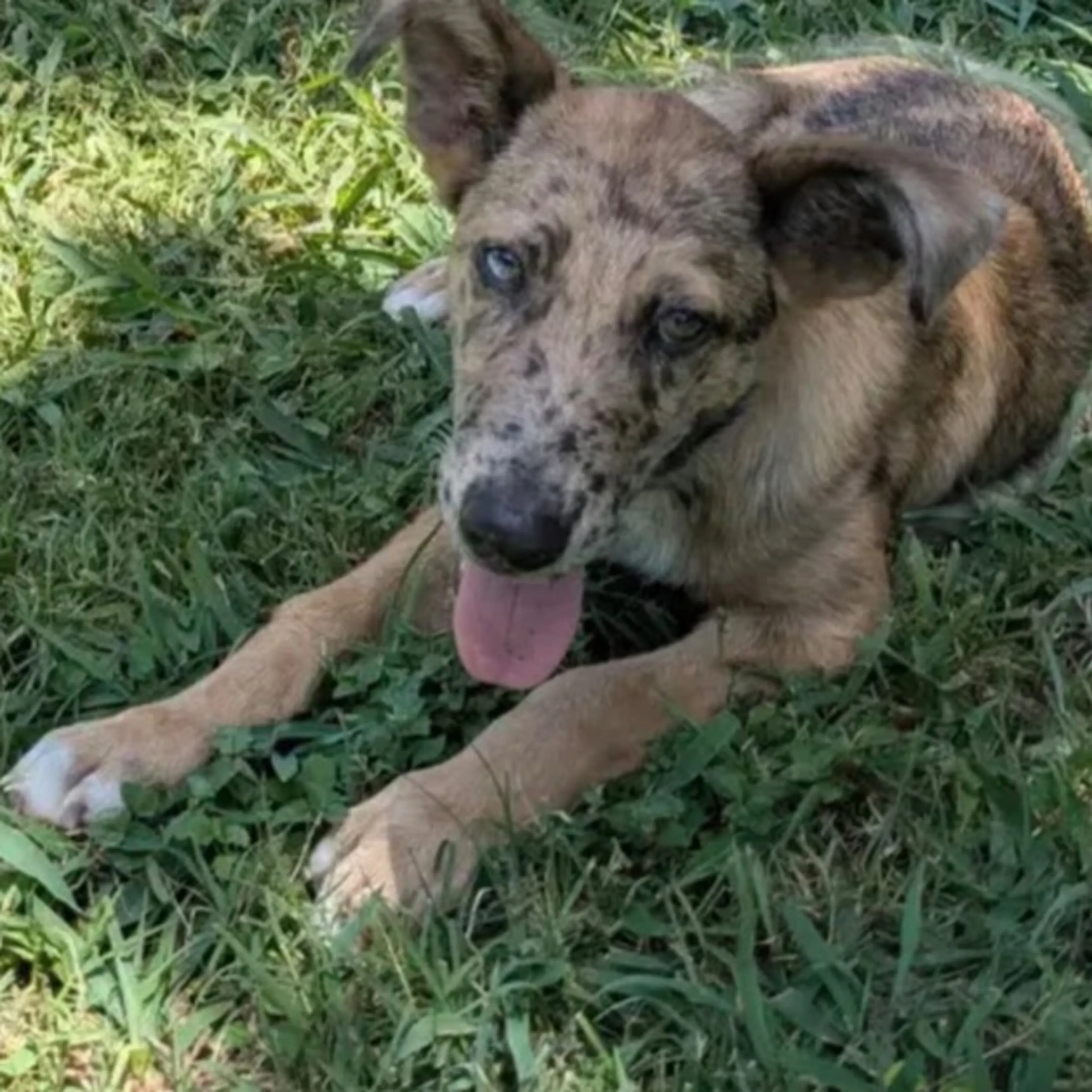 Lost pet