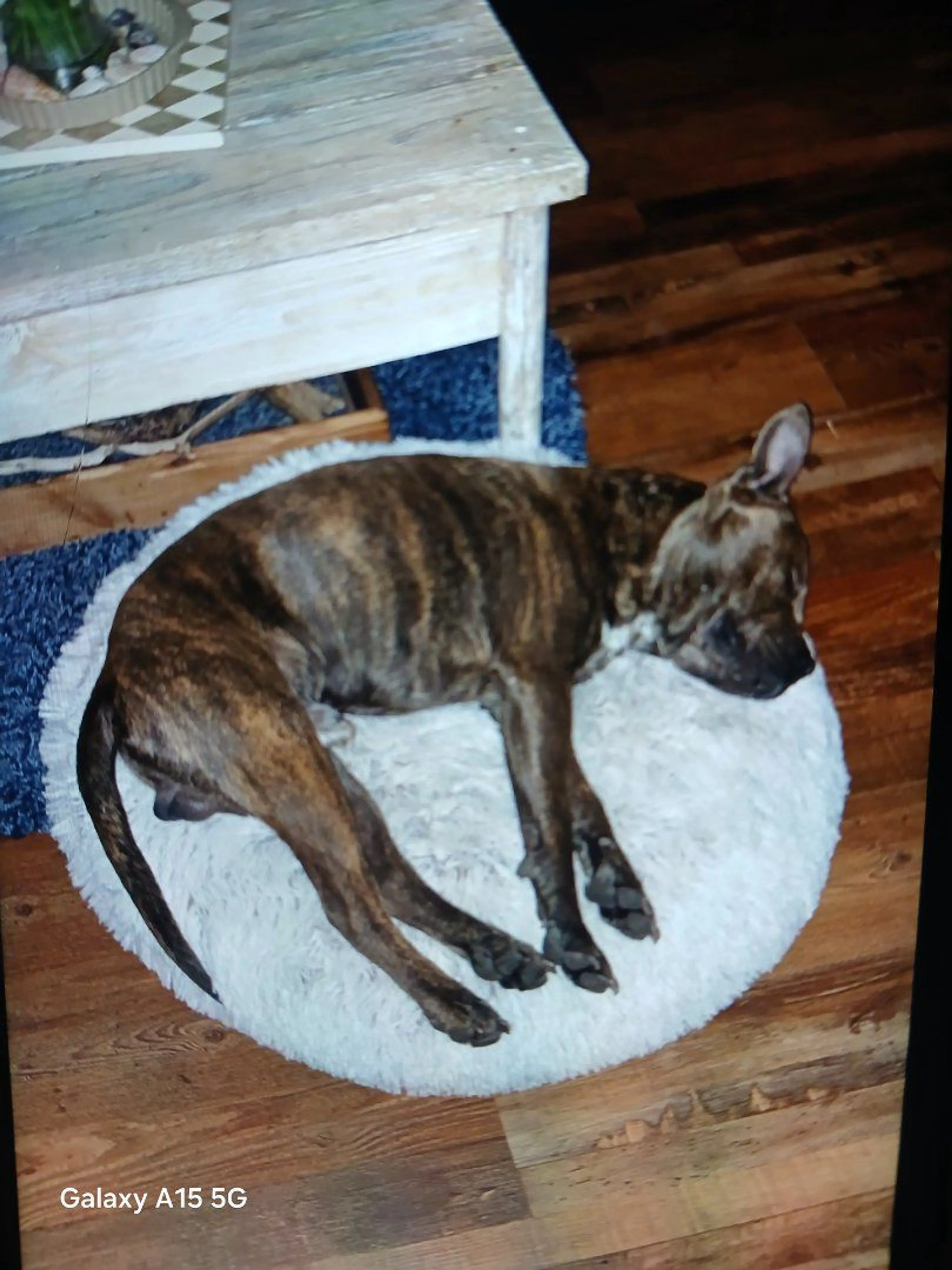 Lost pet-1
