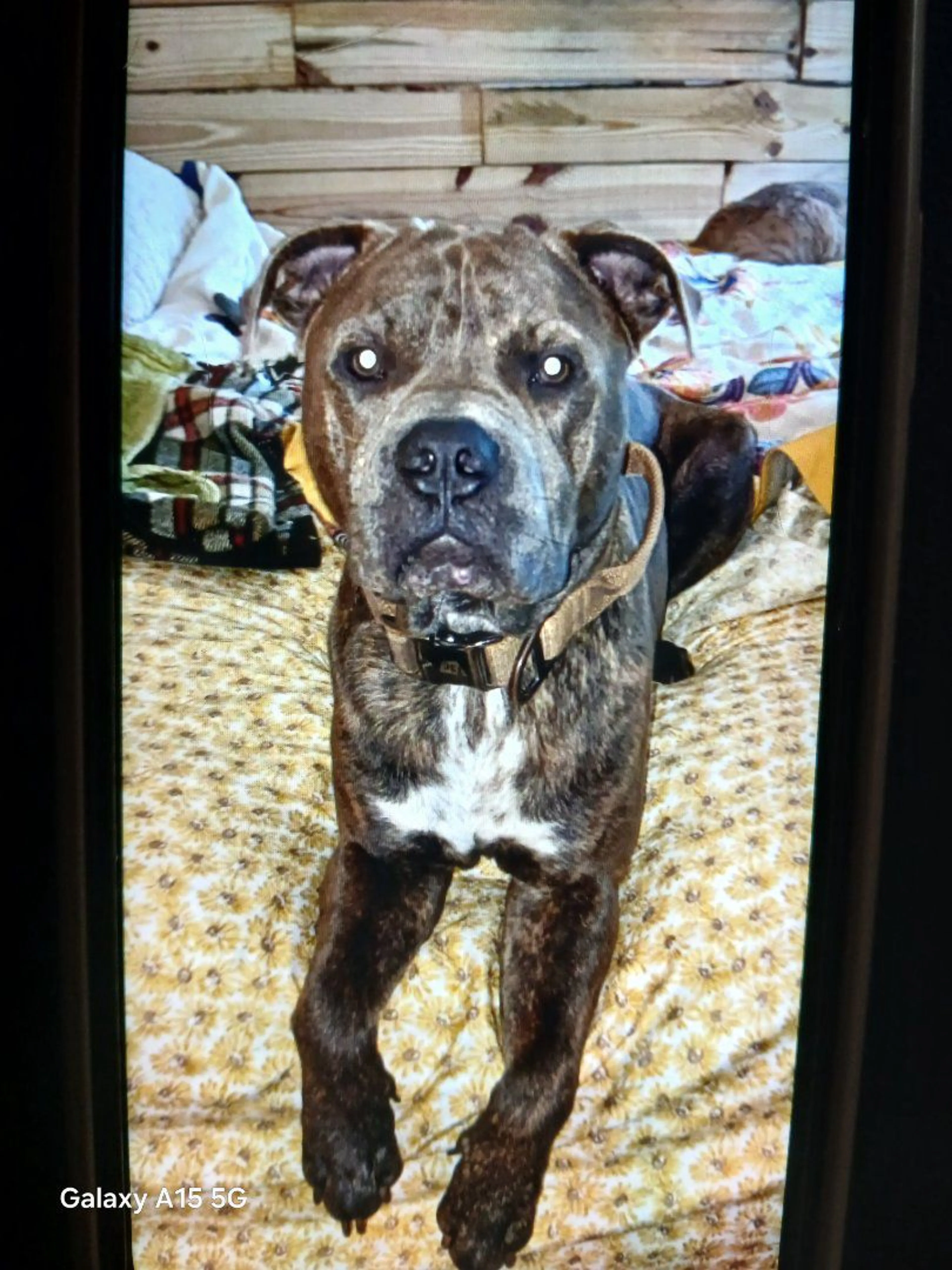 Lost pet-2