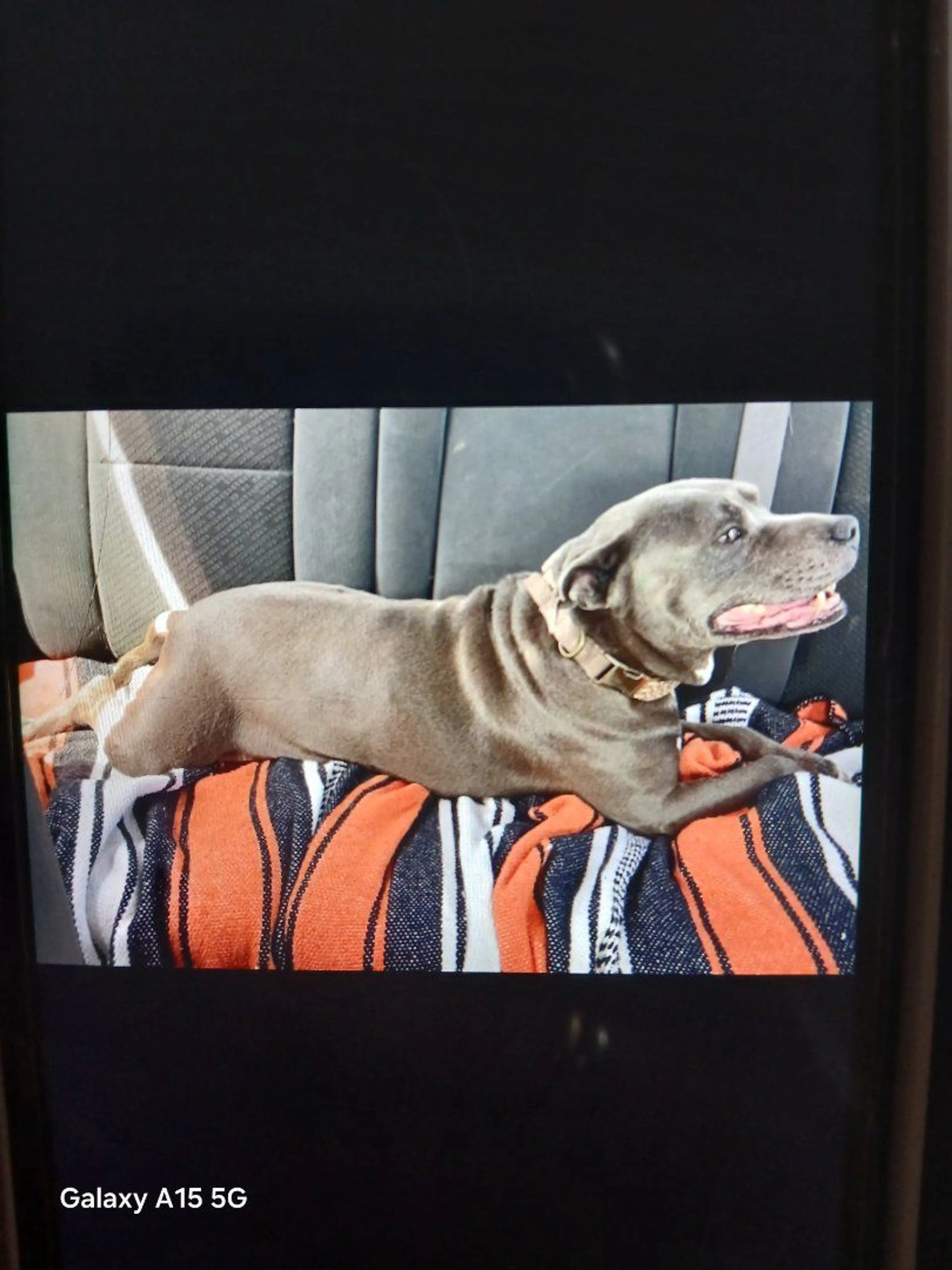 Lost pet-3