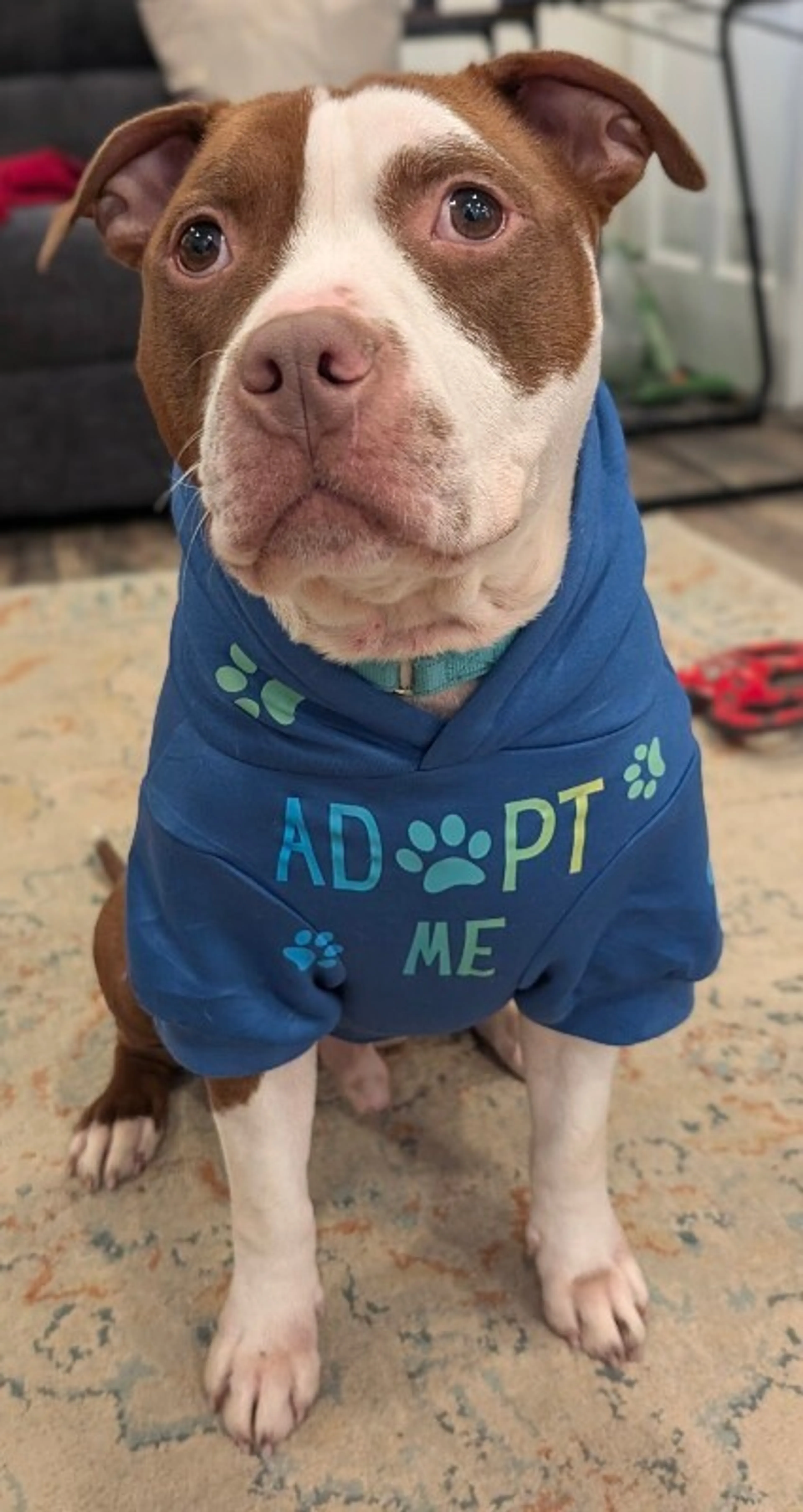 Found pet-3