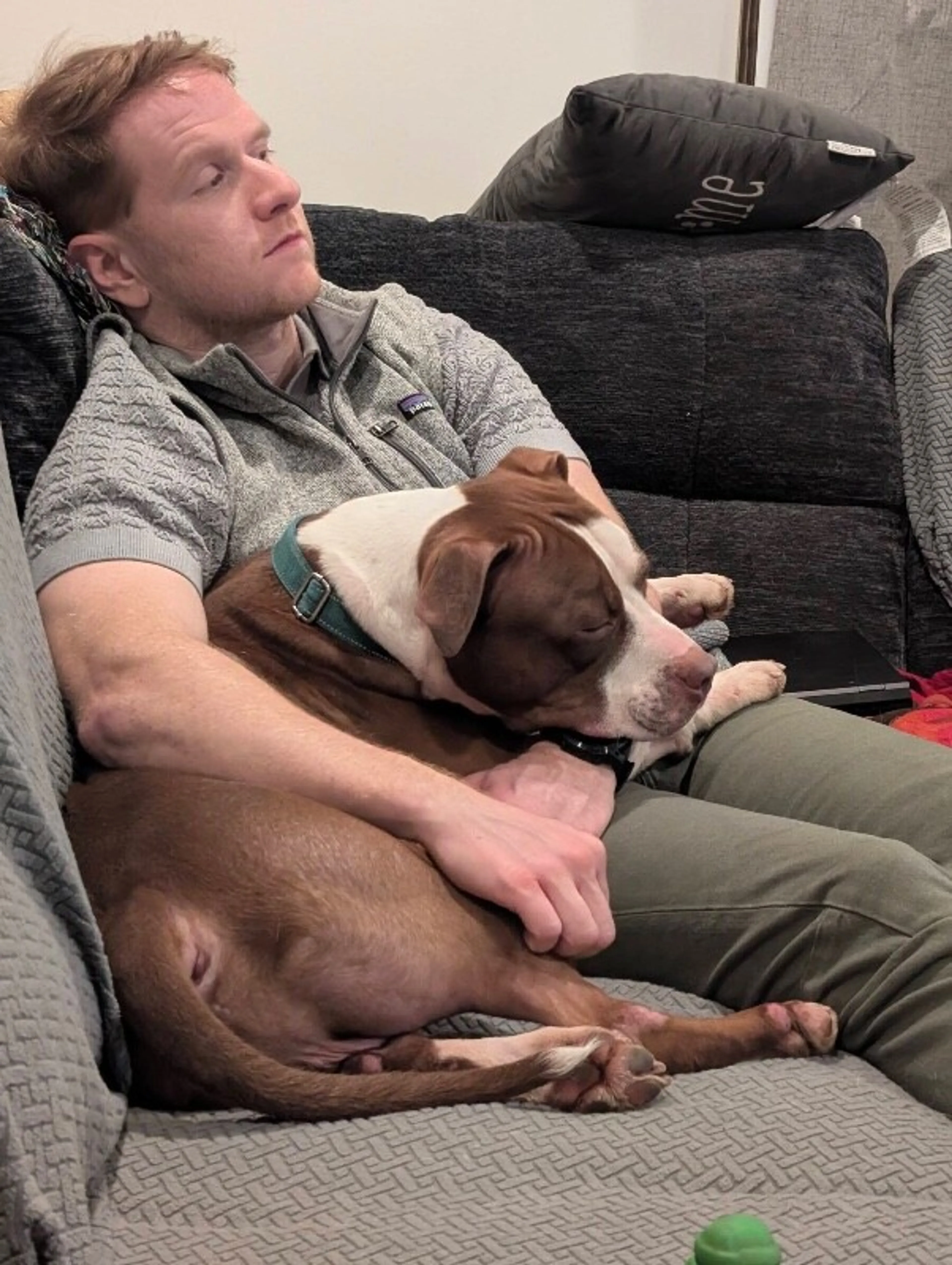 Found pet-4