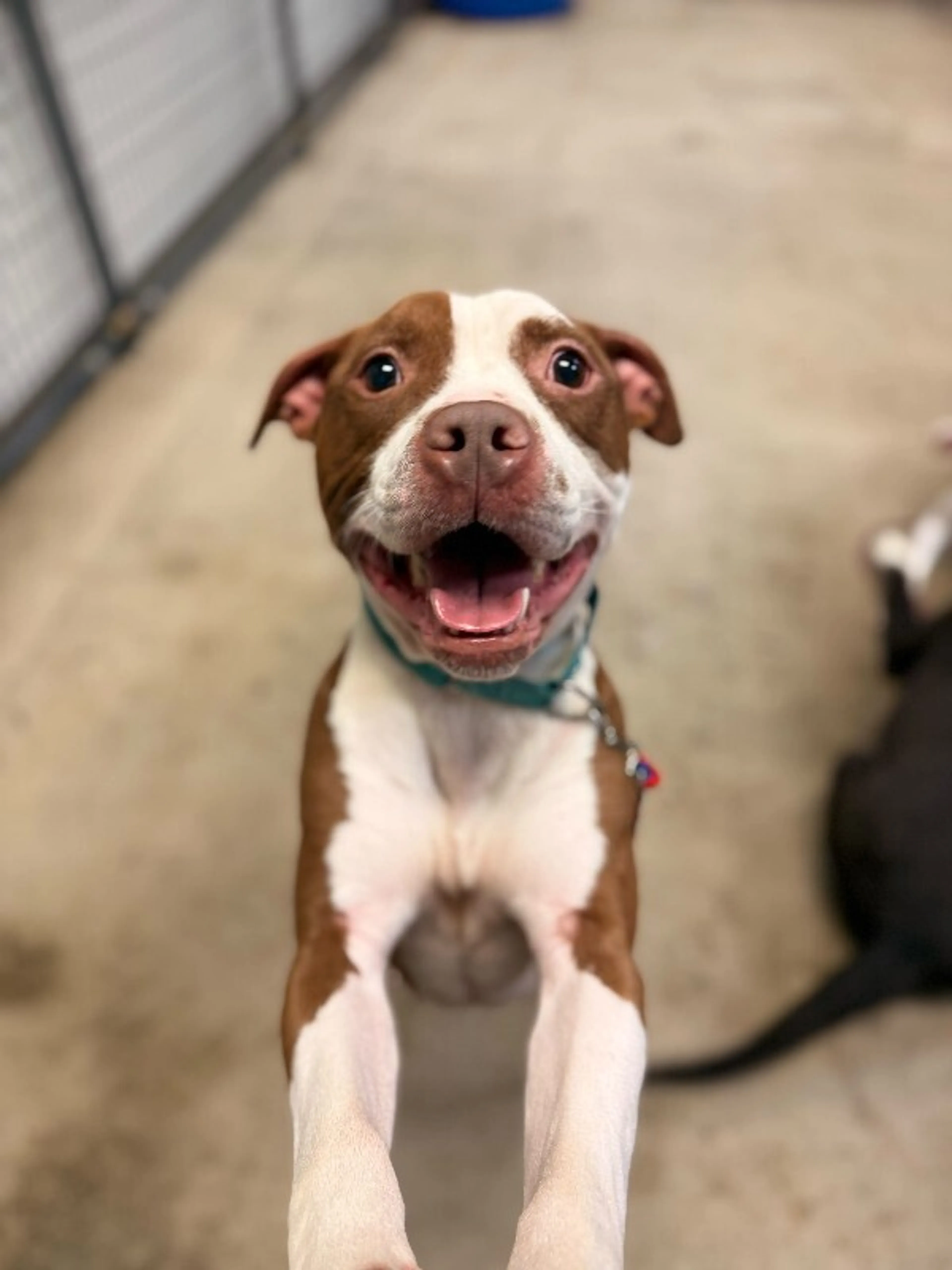 Found pet-2