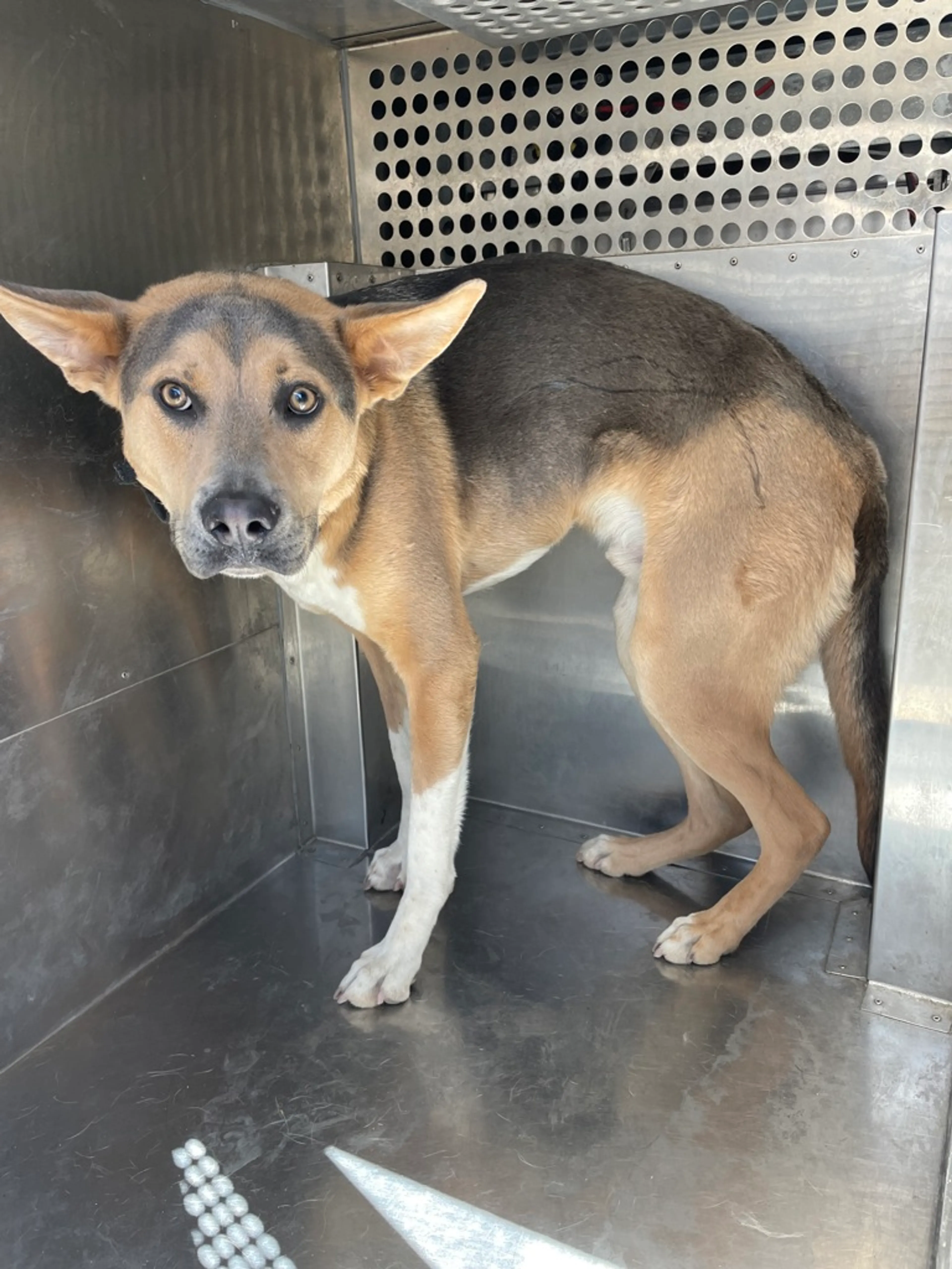 Found pet