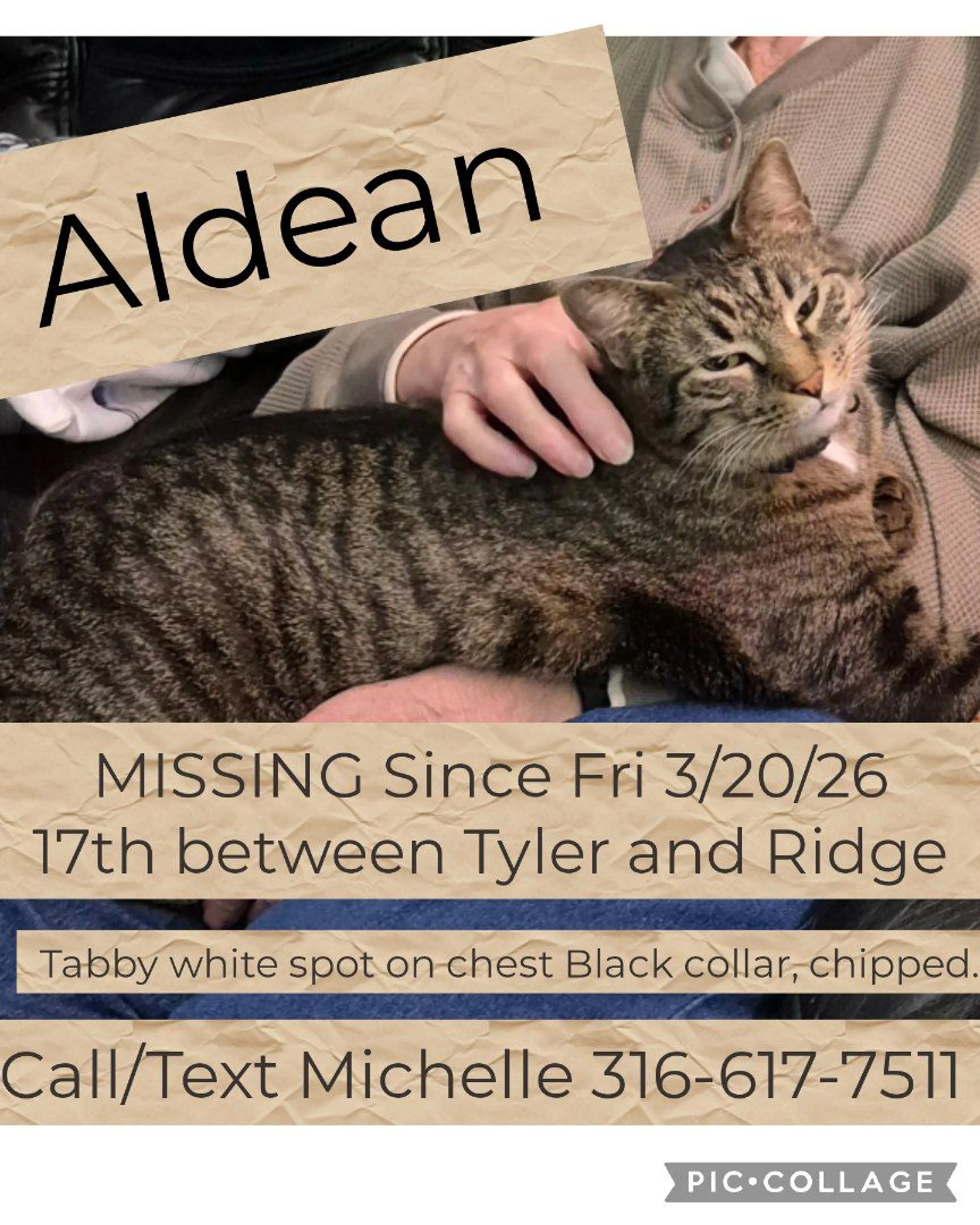 Lost pet-0