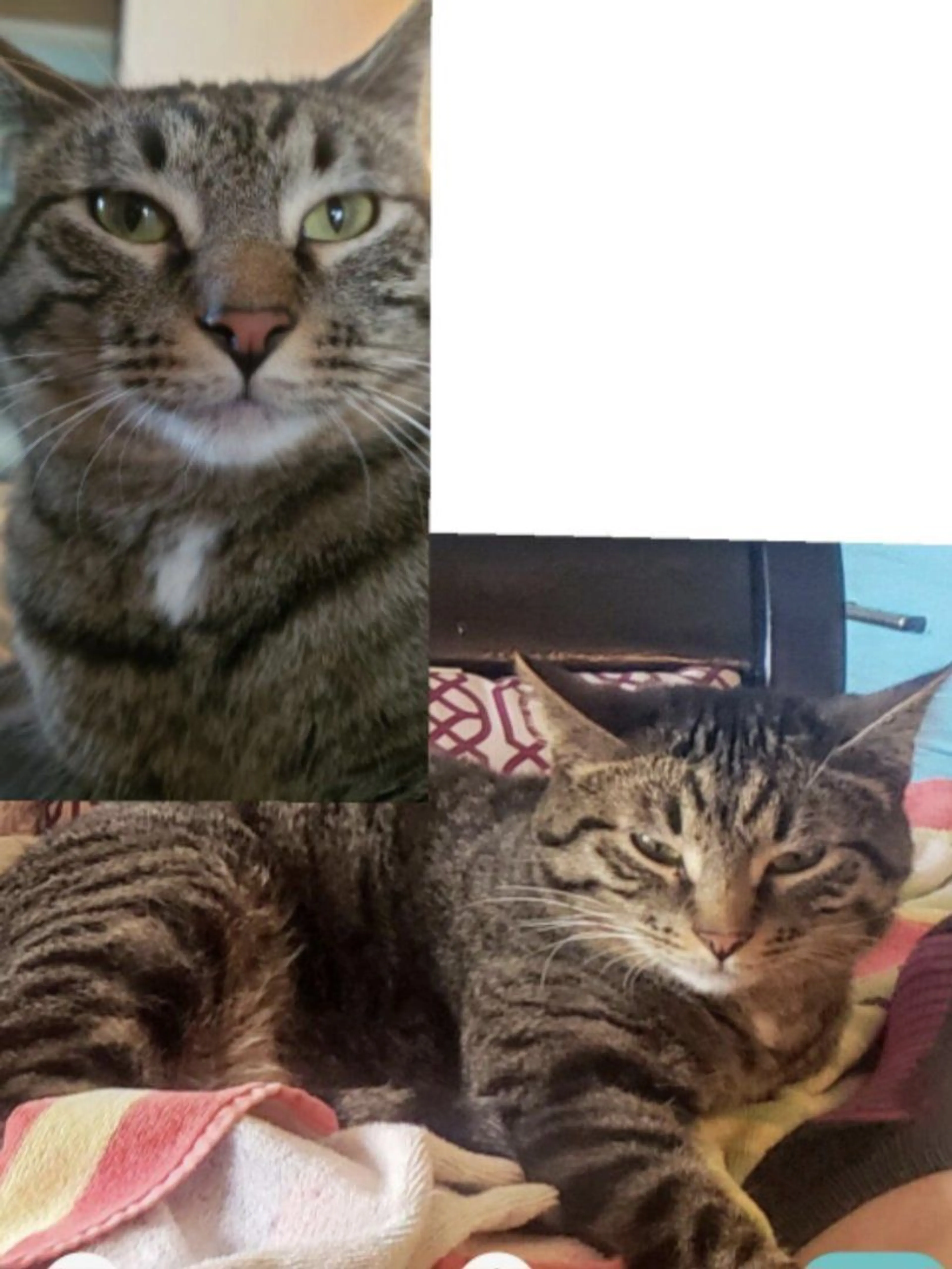 Lost pet-1