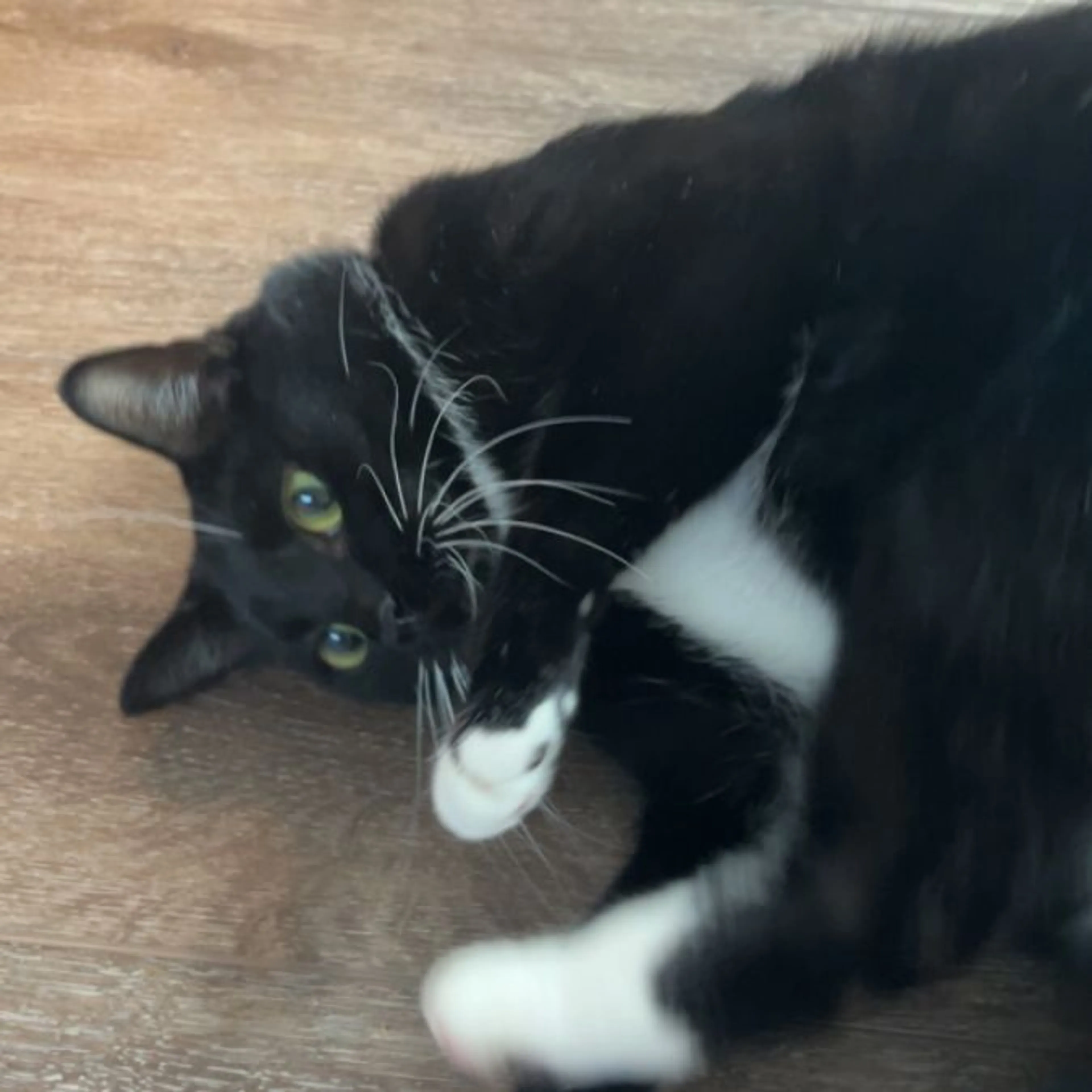 Lost pet