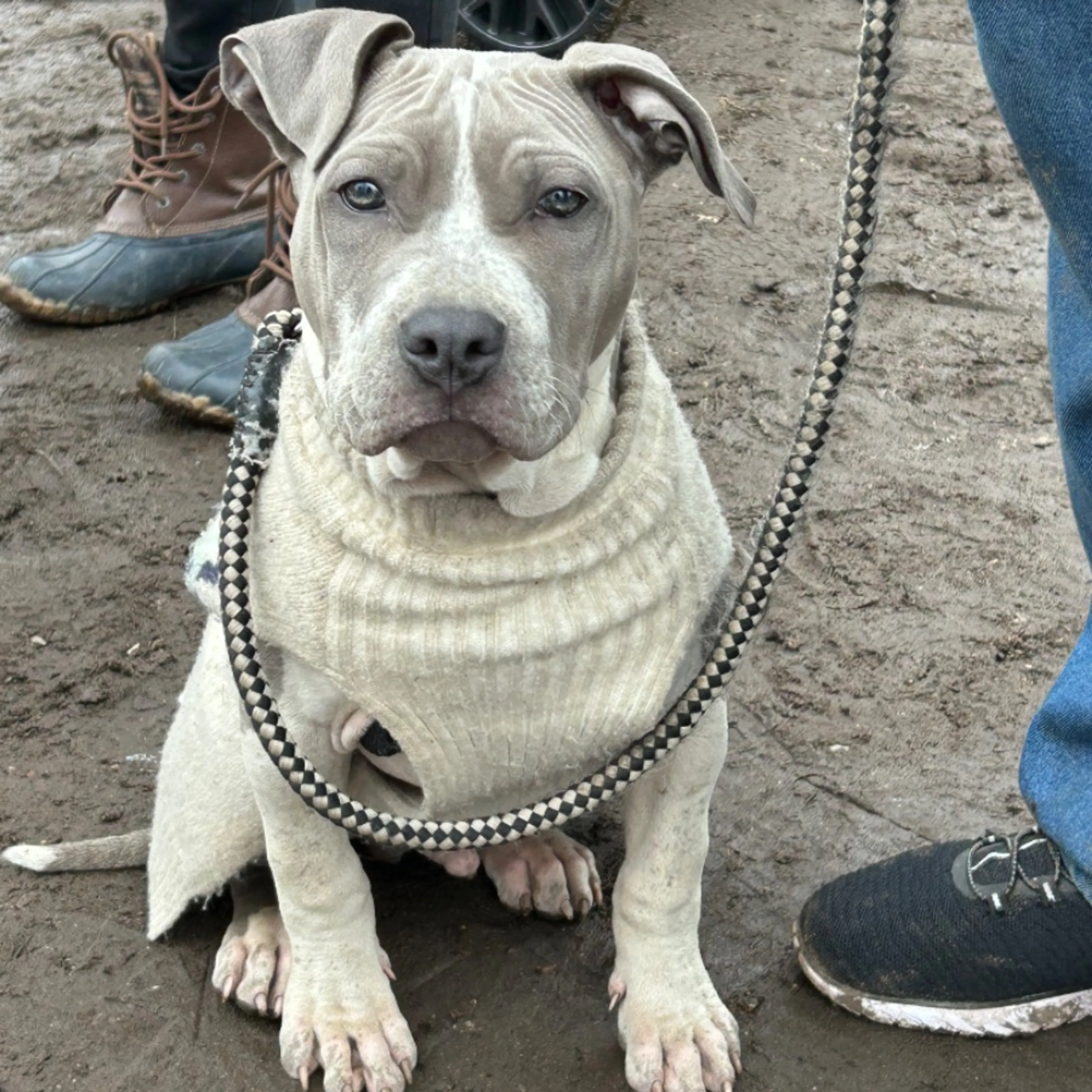 Lost pet