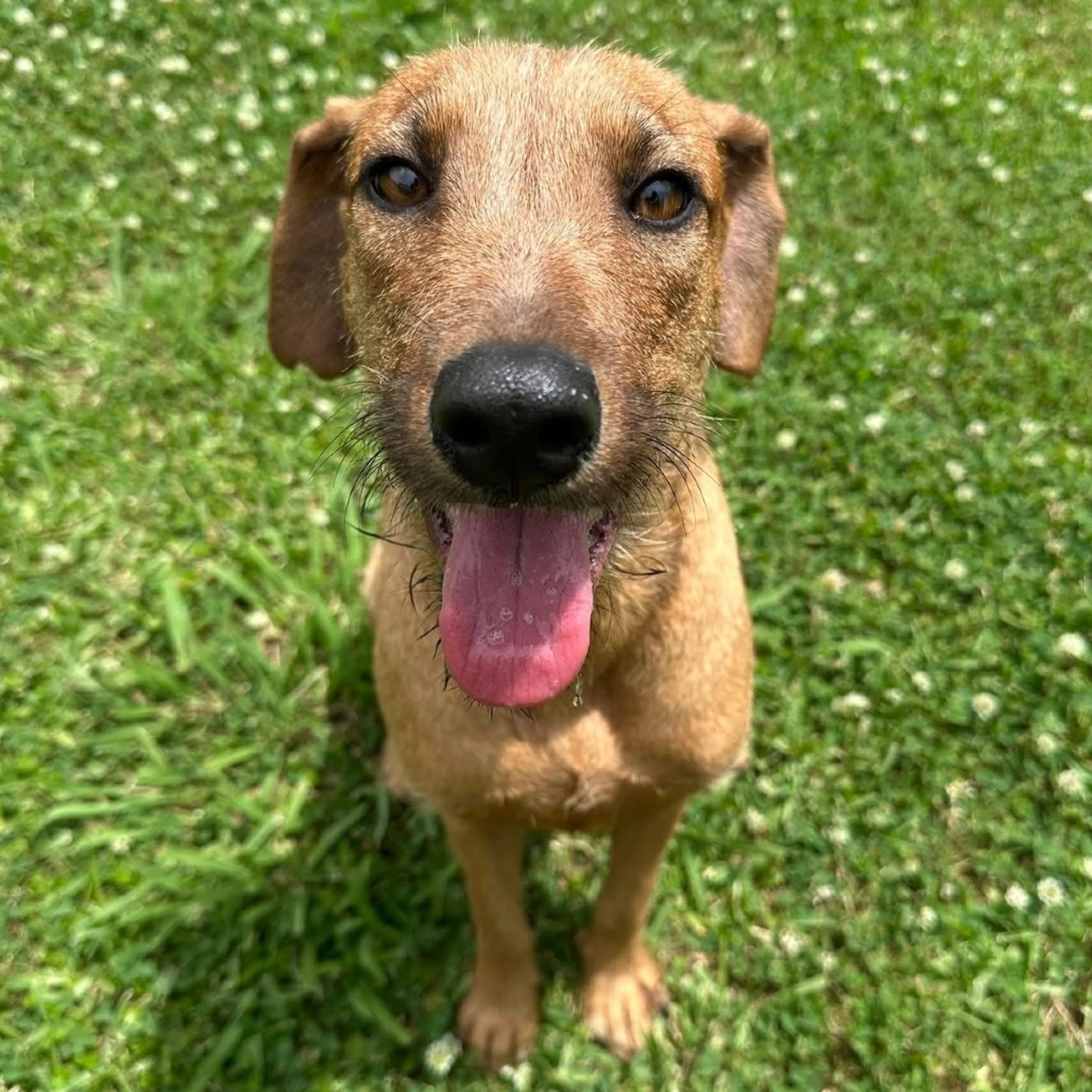 Found pet-2