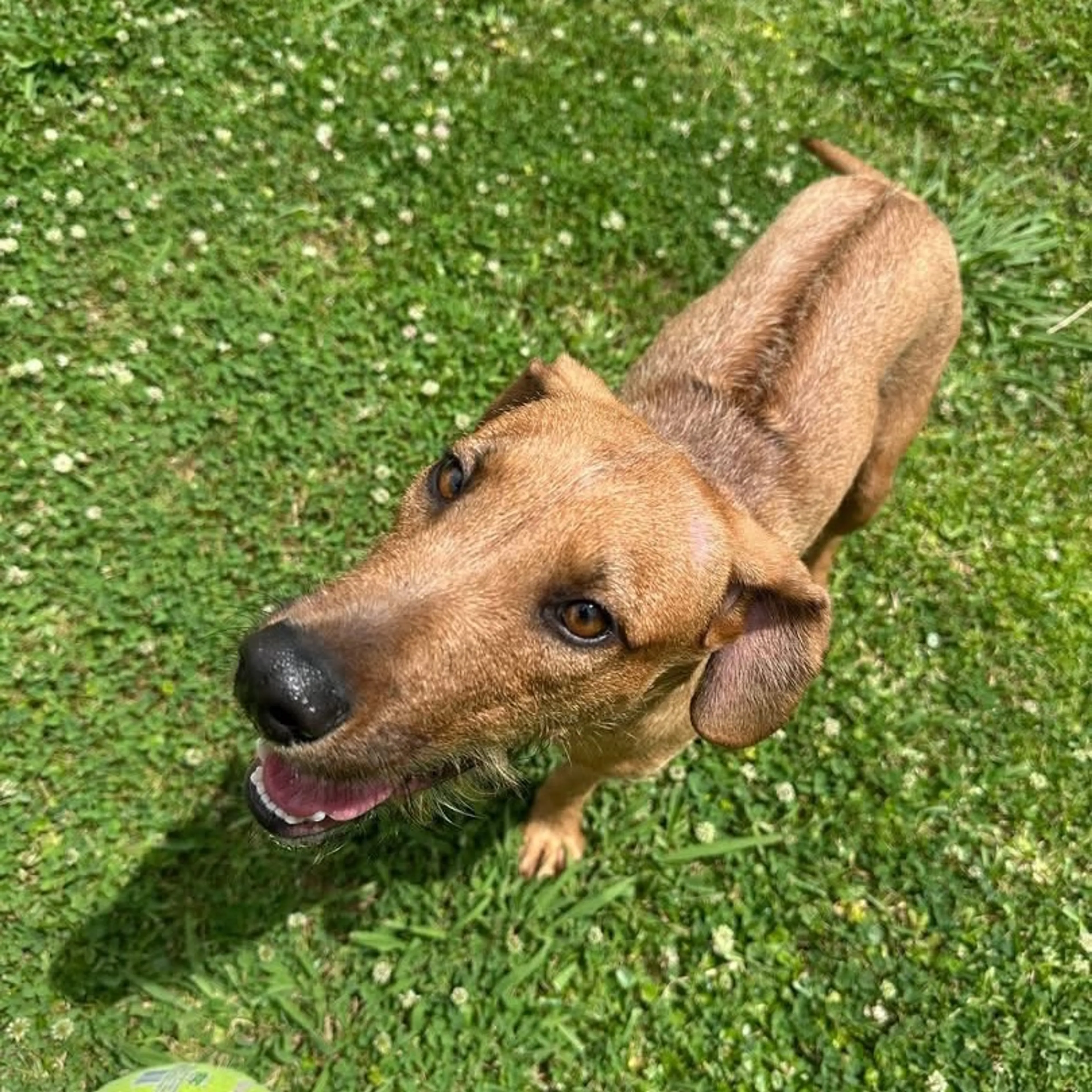 Found pet-5