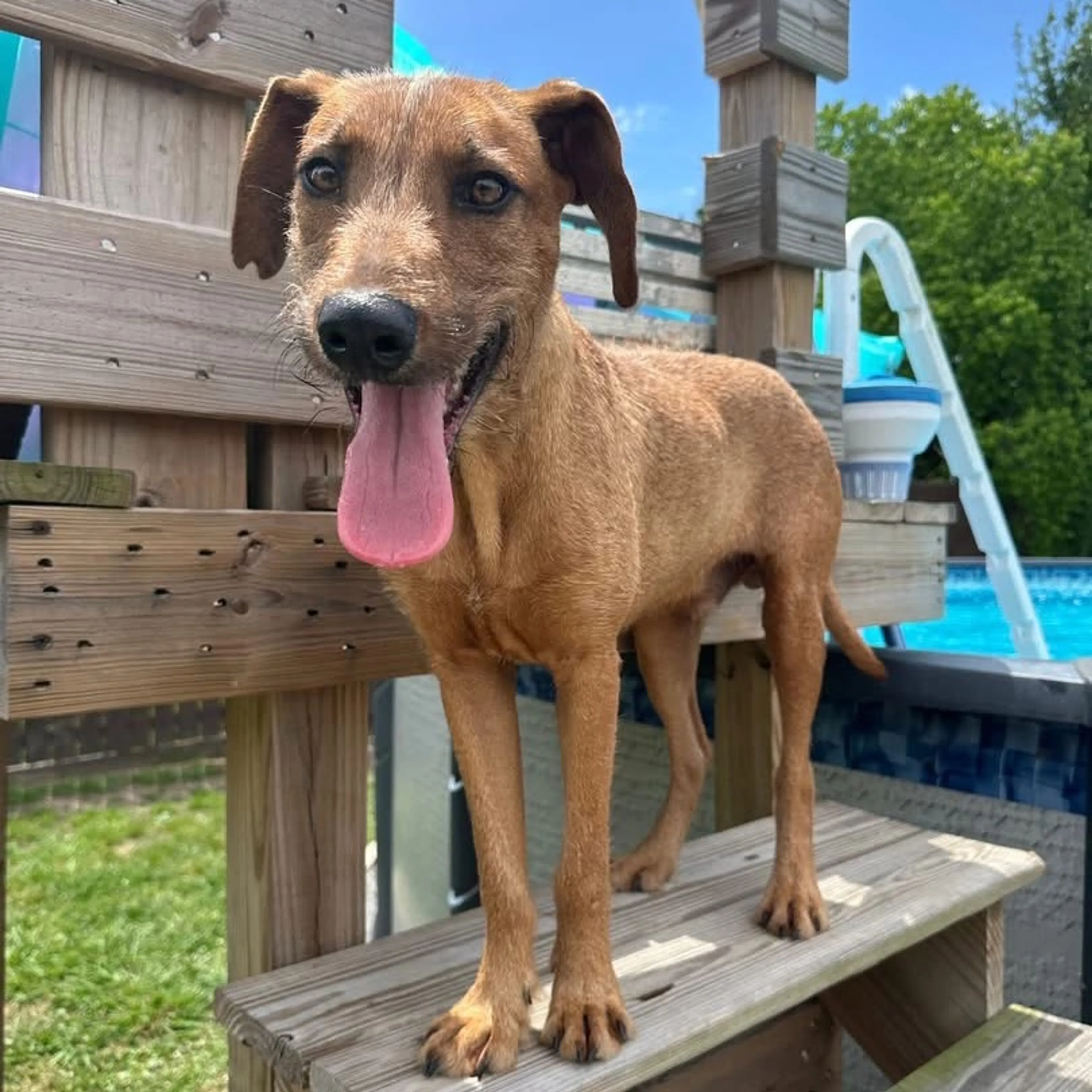 Found pet-1