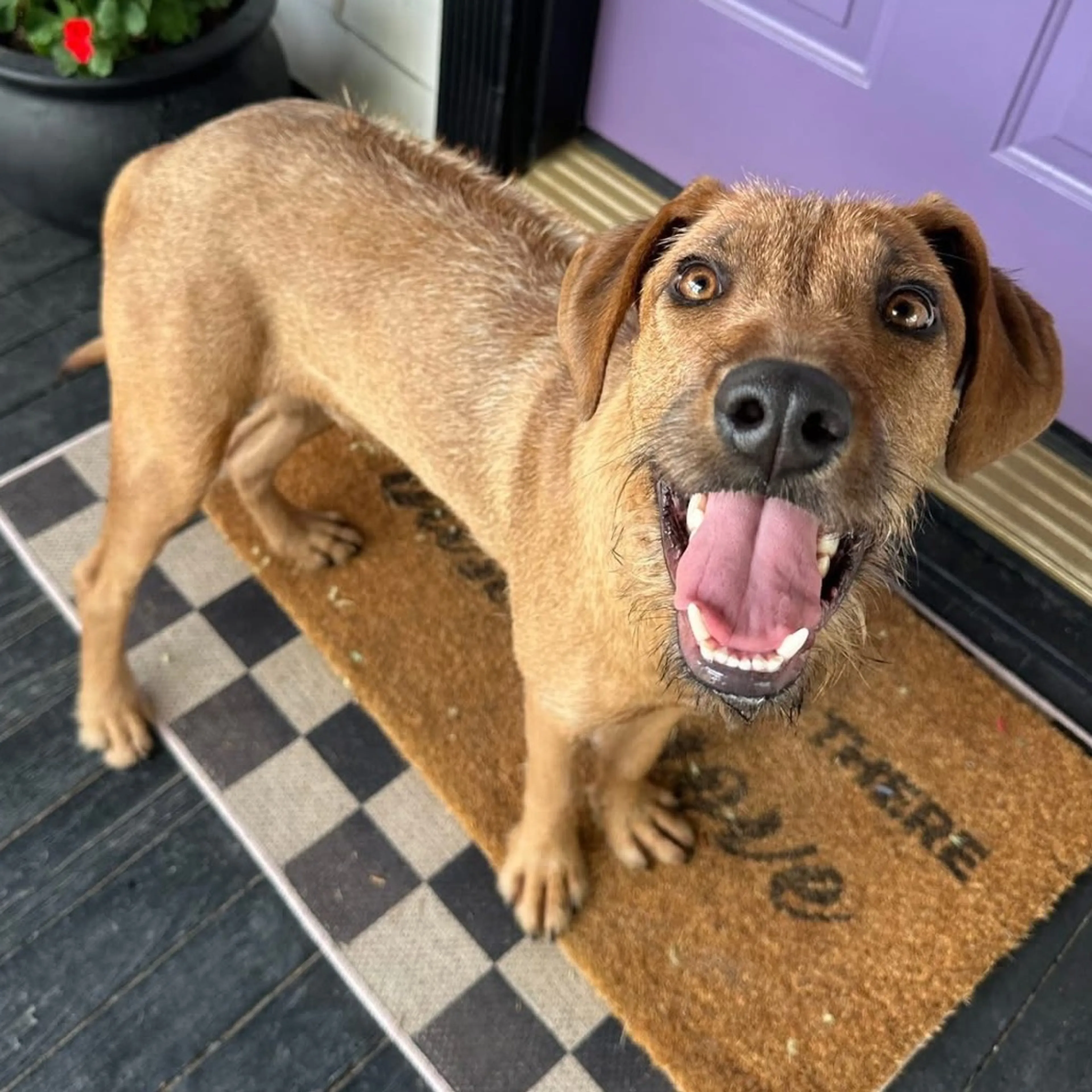Found pet-9
