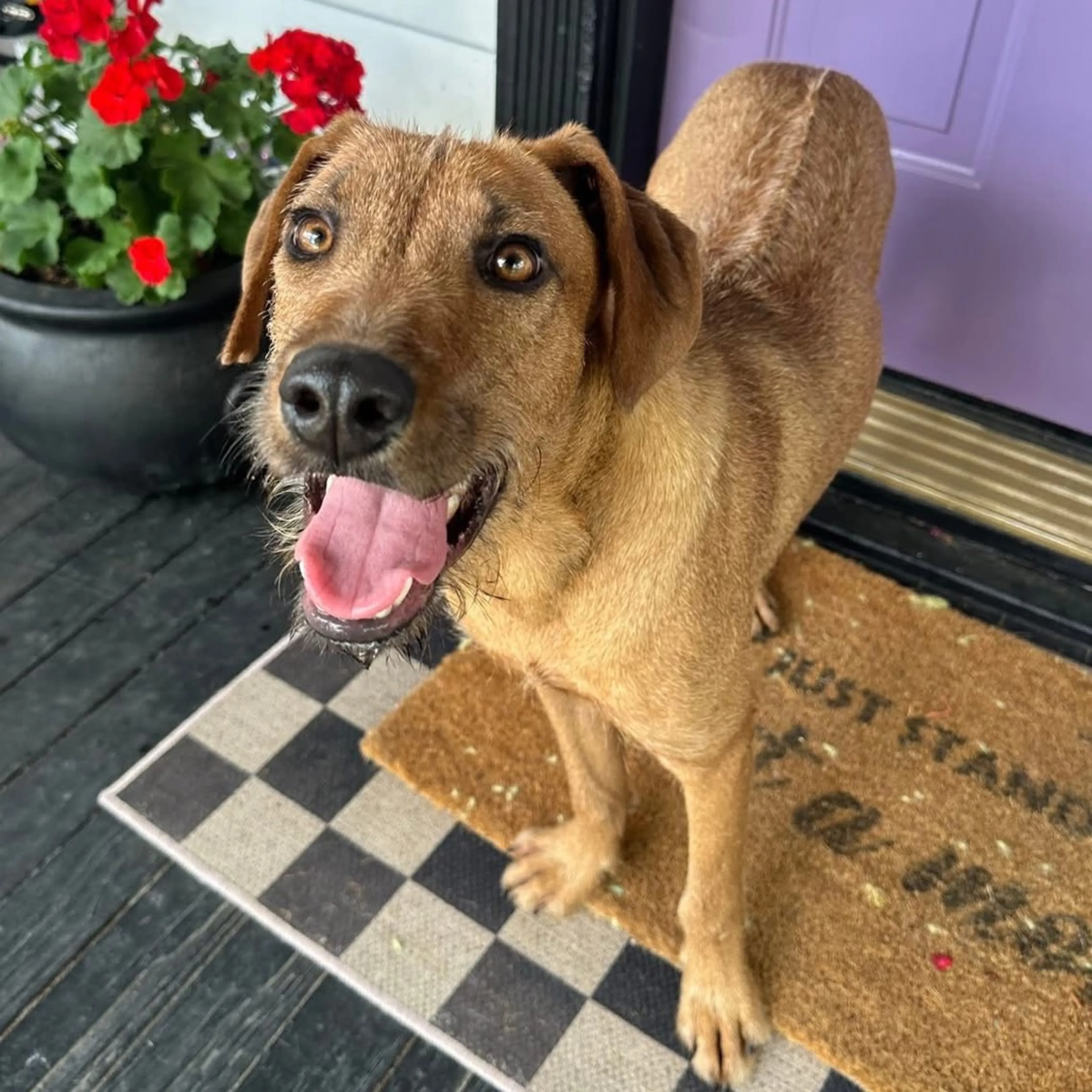Found pet-7
