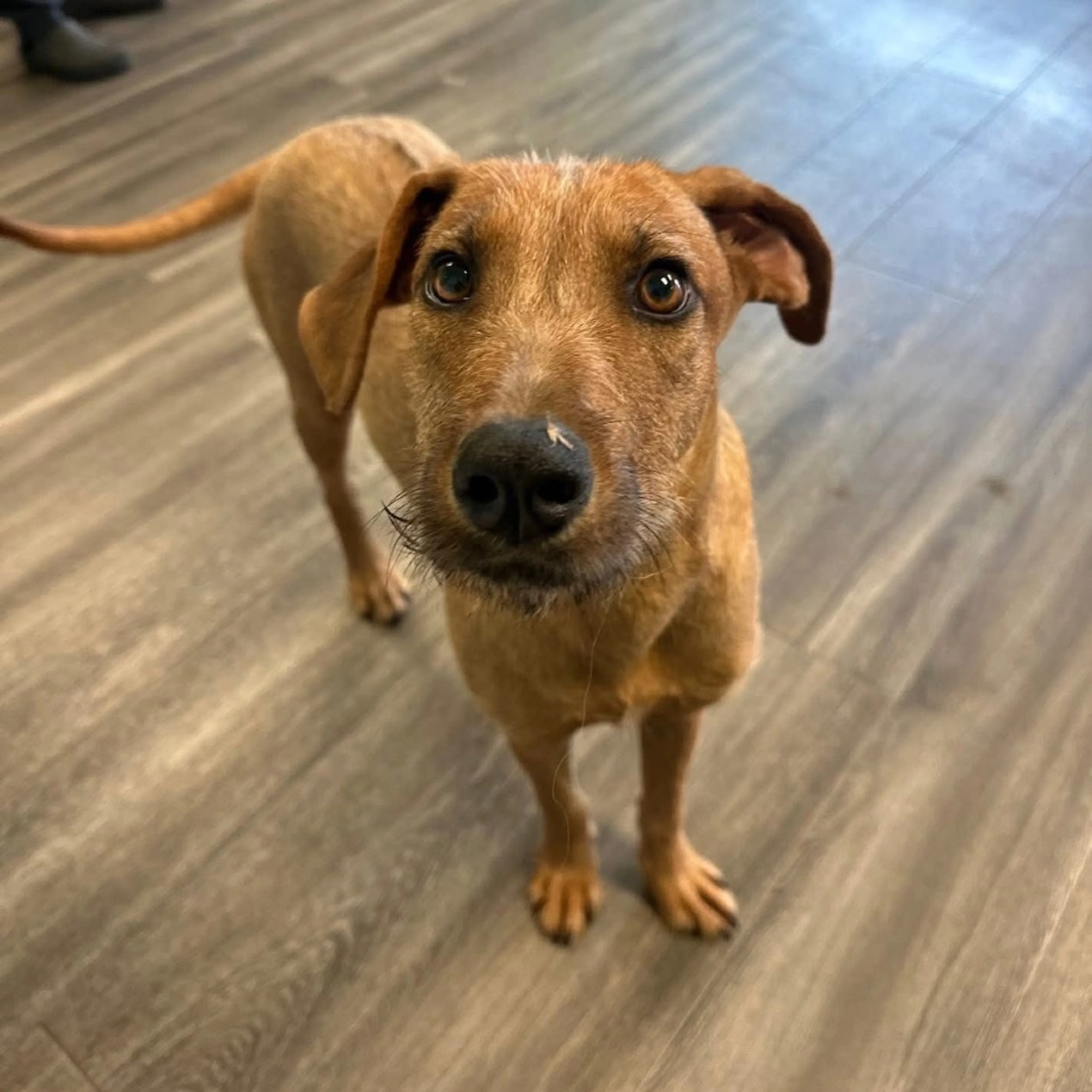 Found pet-3