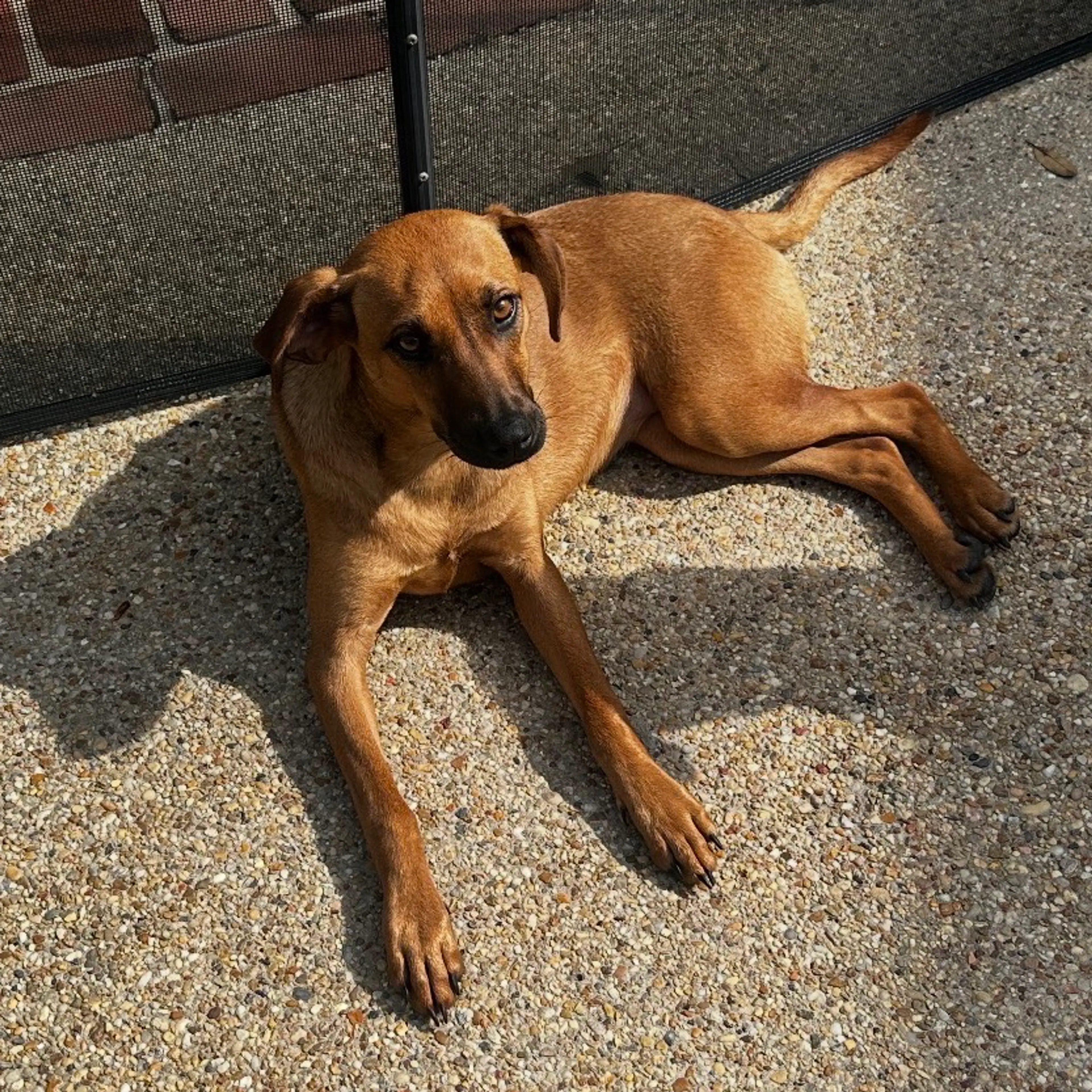 Found pet-6
