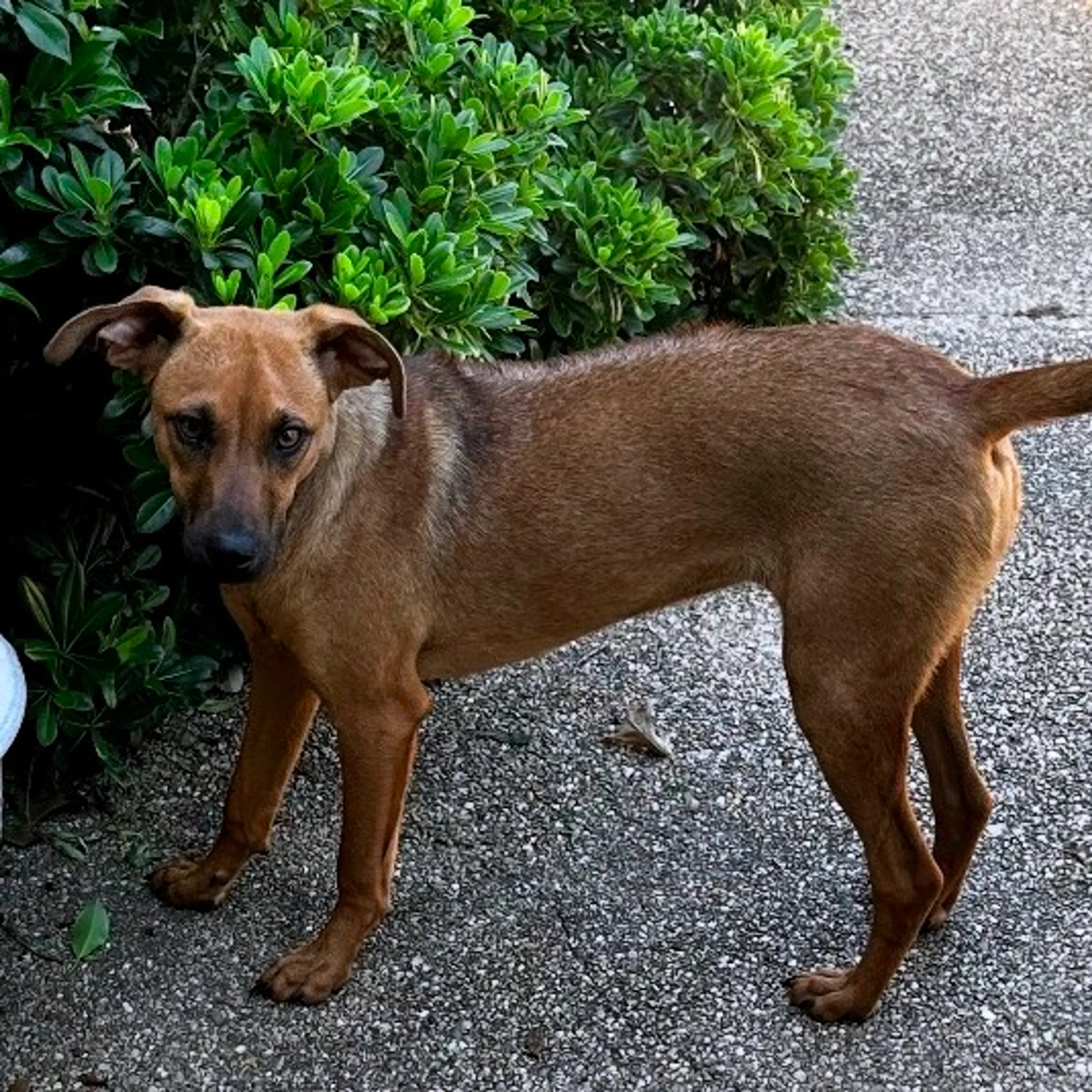 Found pet-2