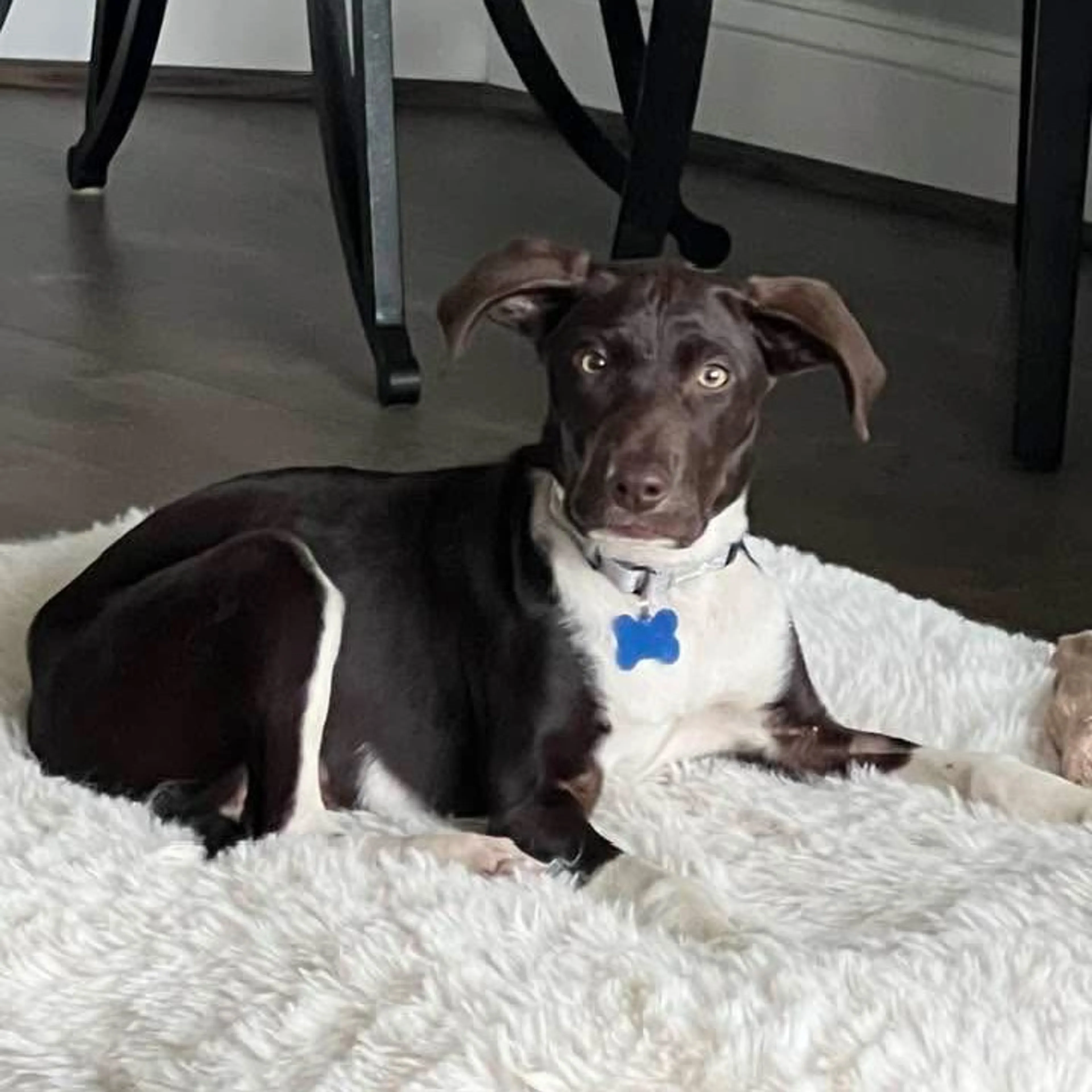 Found pet-4