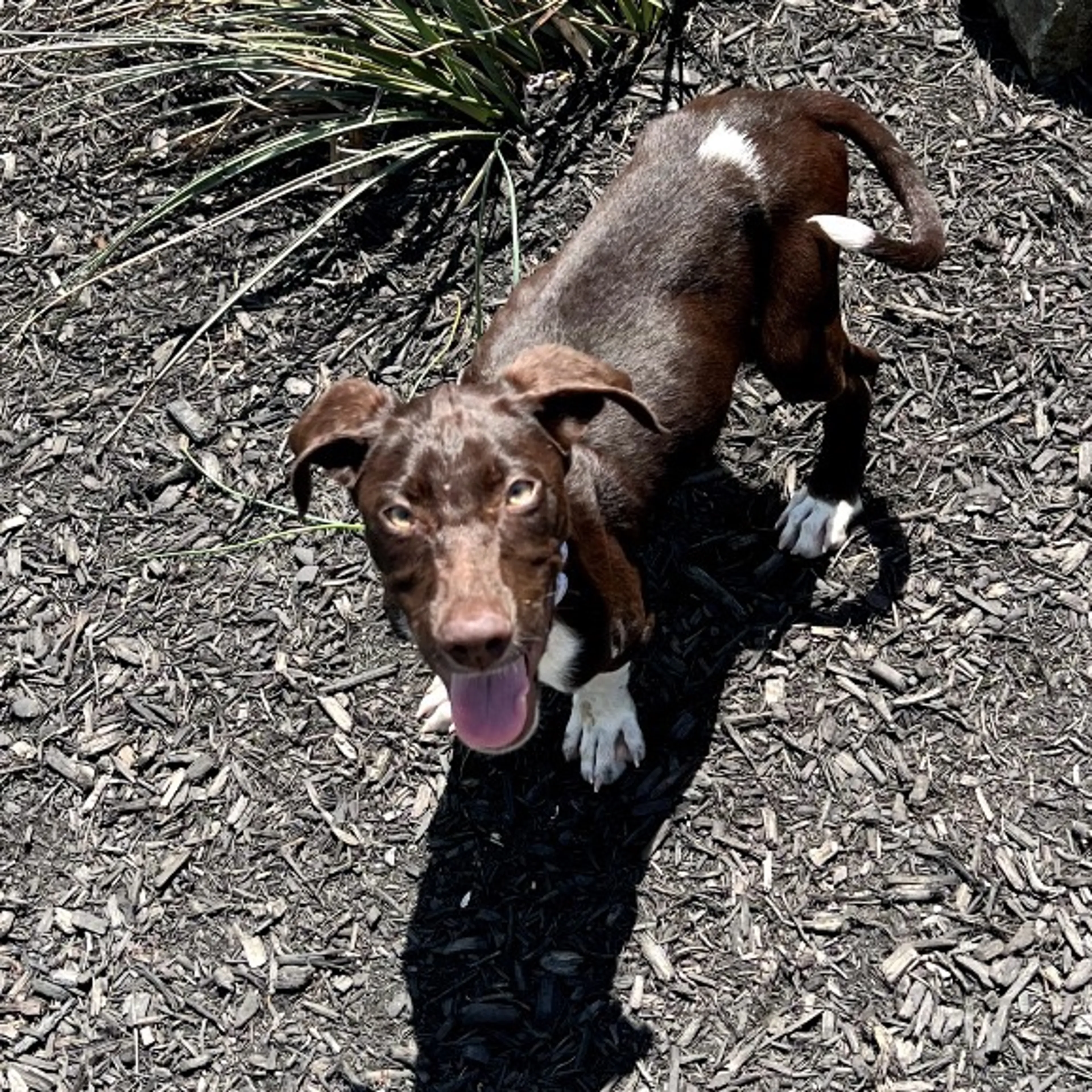 Found pet-3