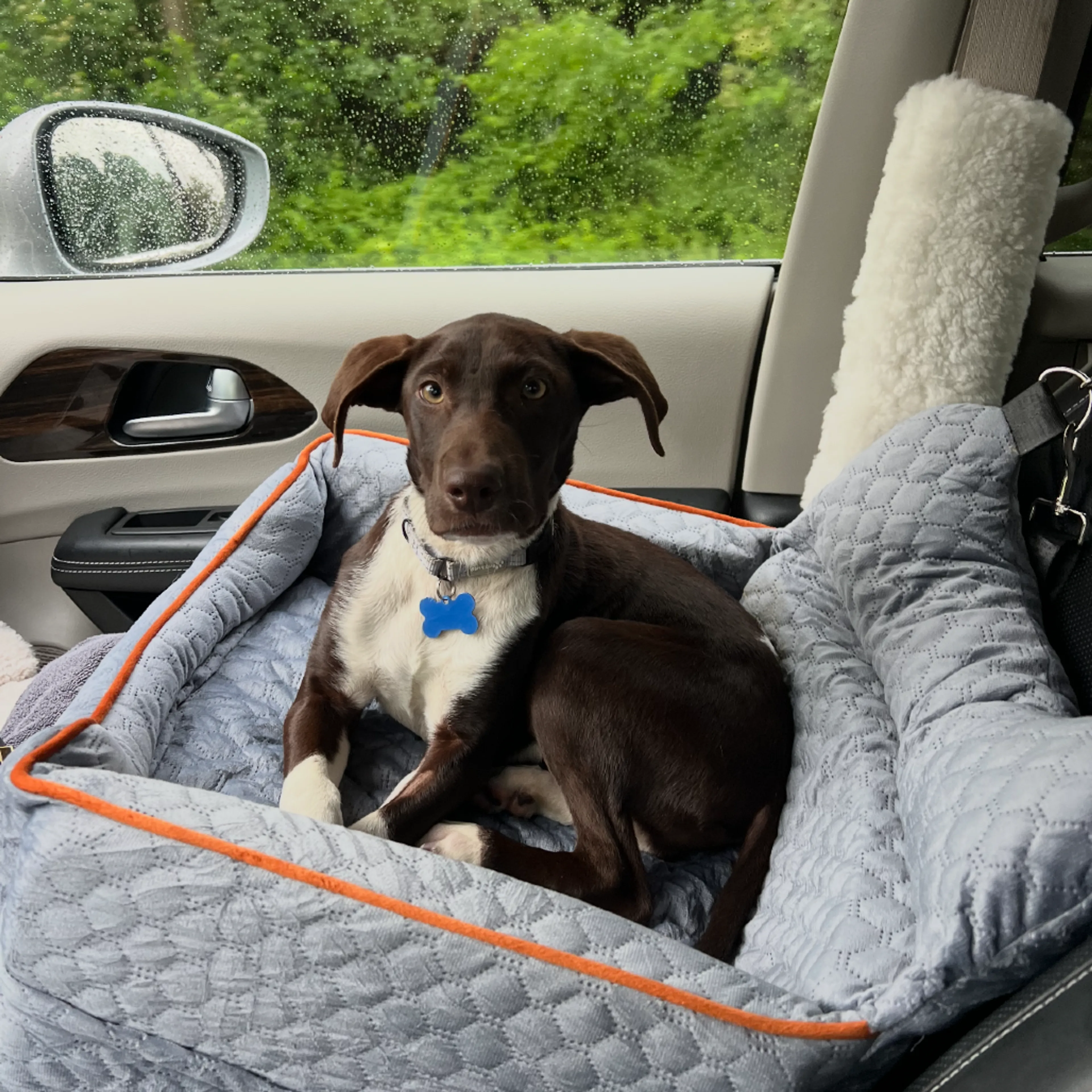 Found pet-5