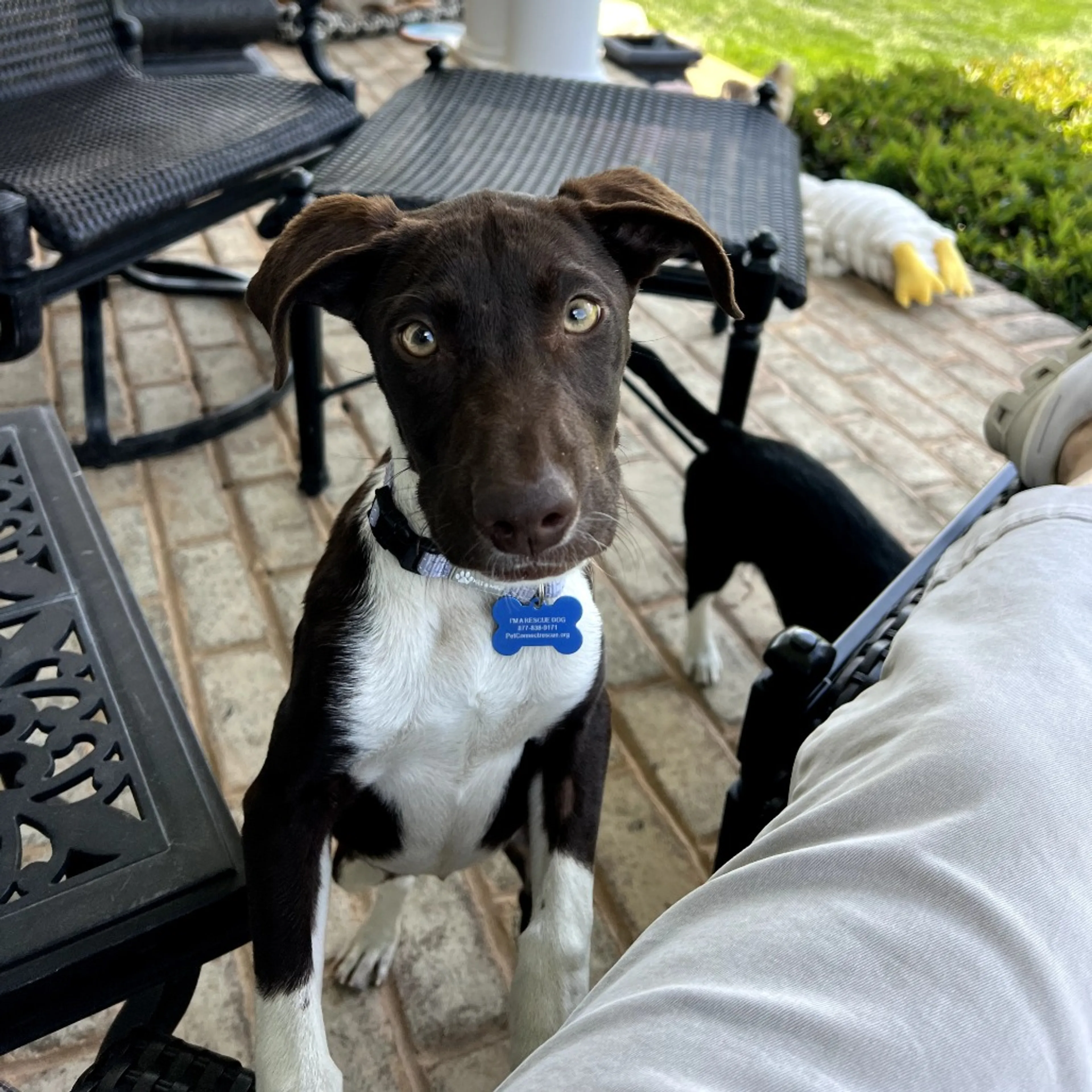 Found pet-2