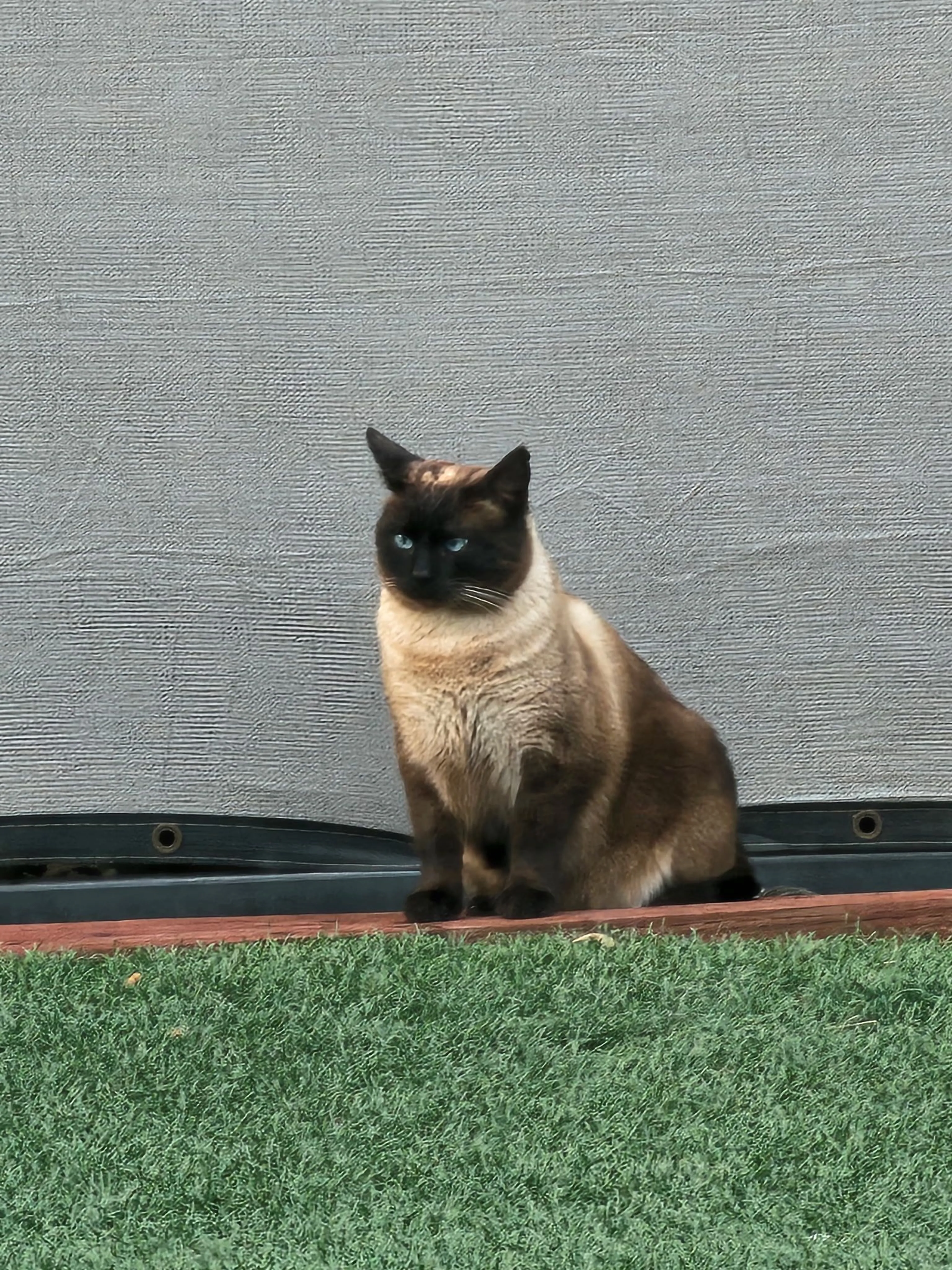 Lost pet-1
