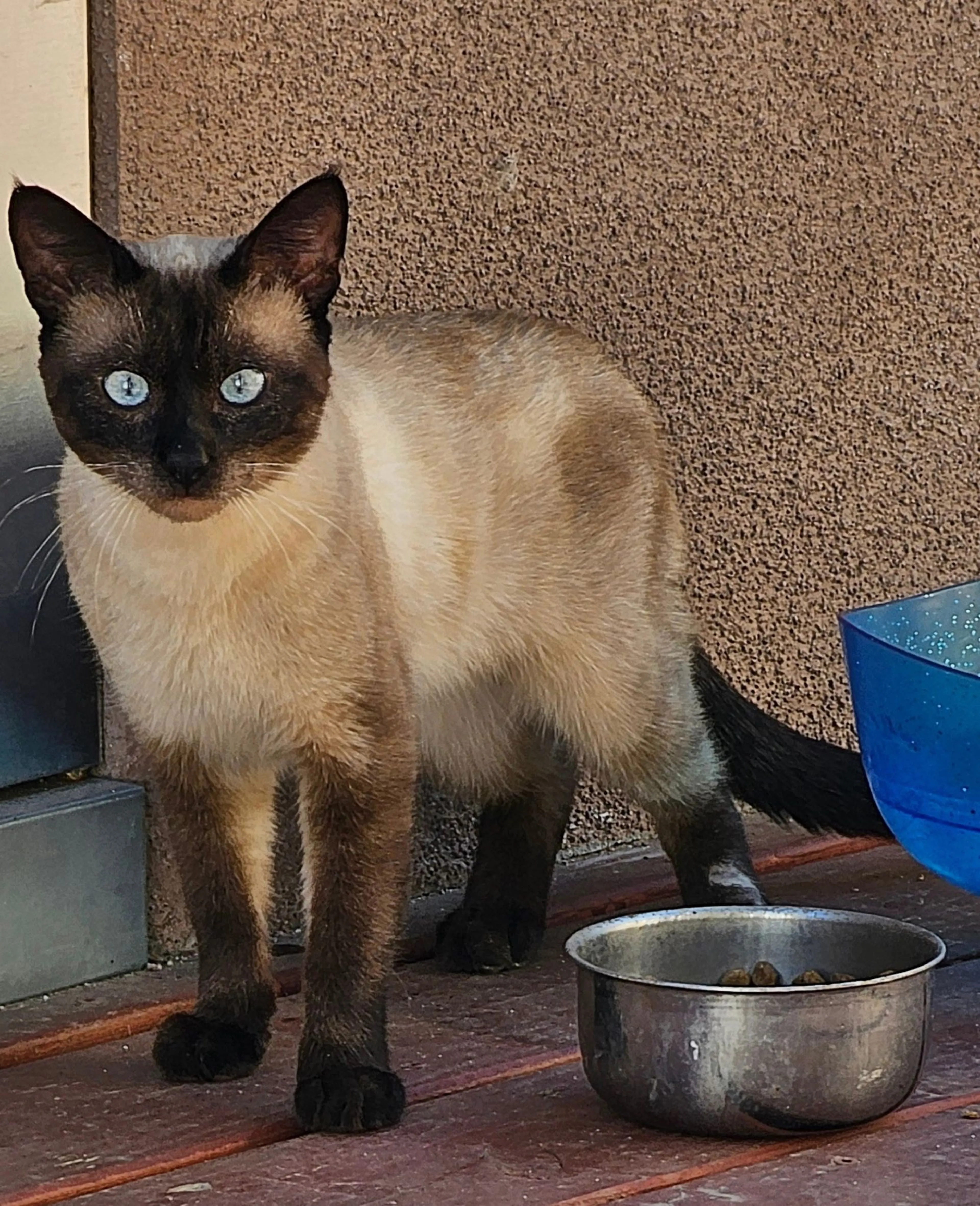 Lost pet-0