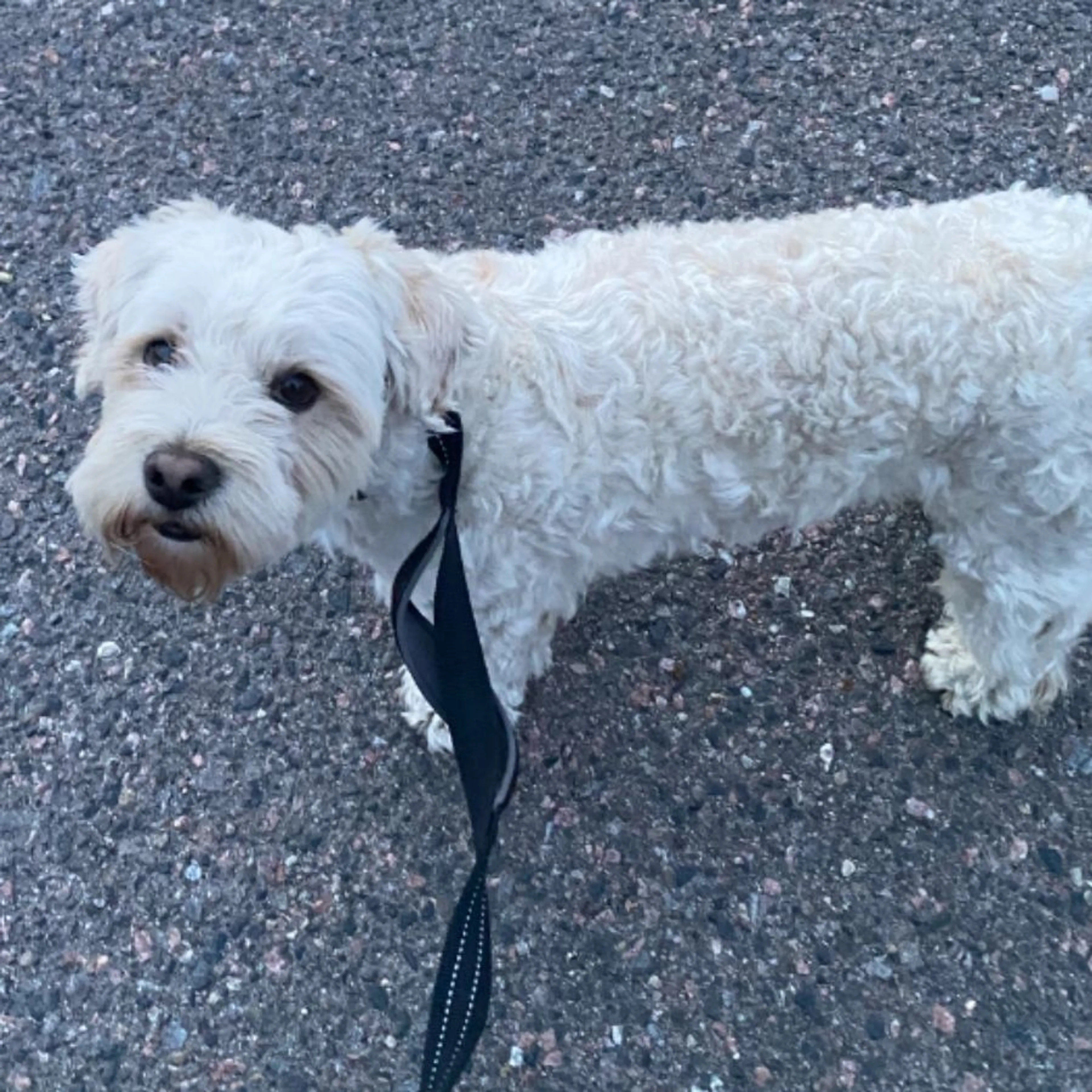 Lost pet