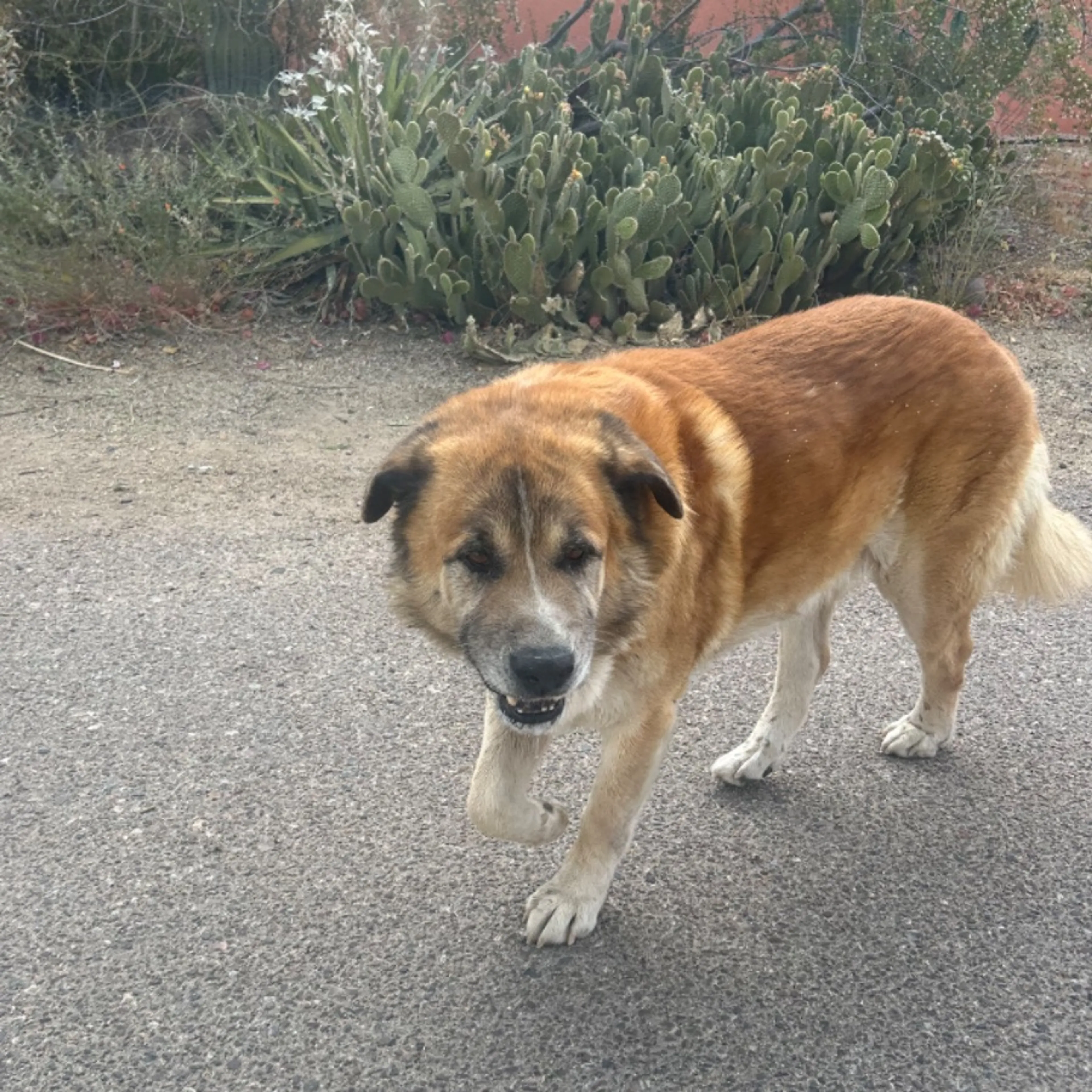 Found pet