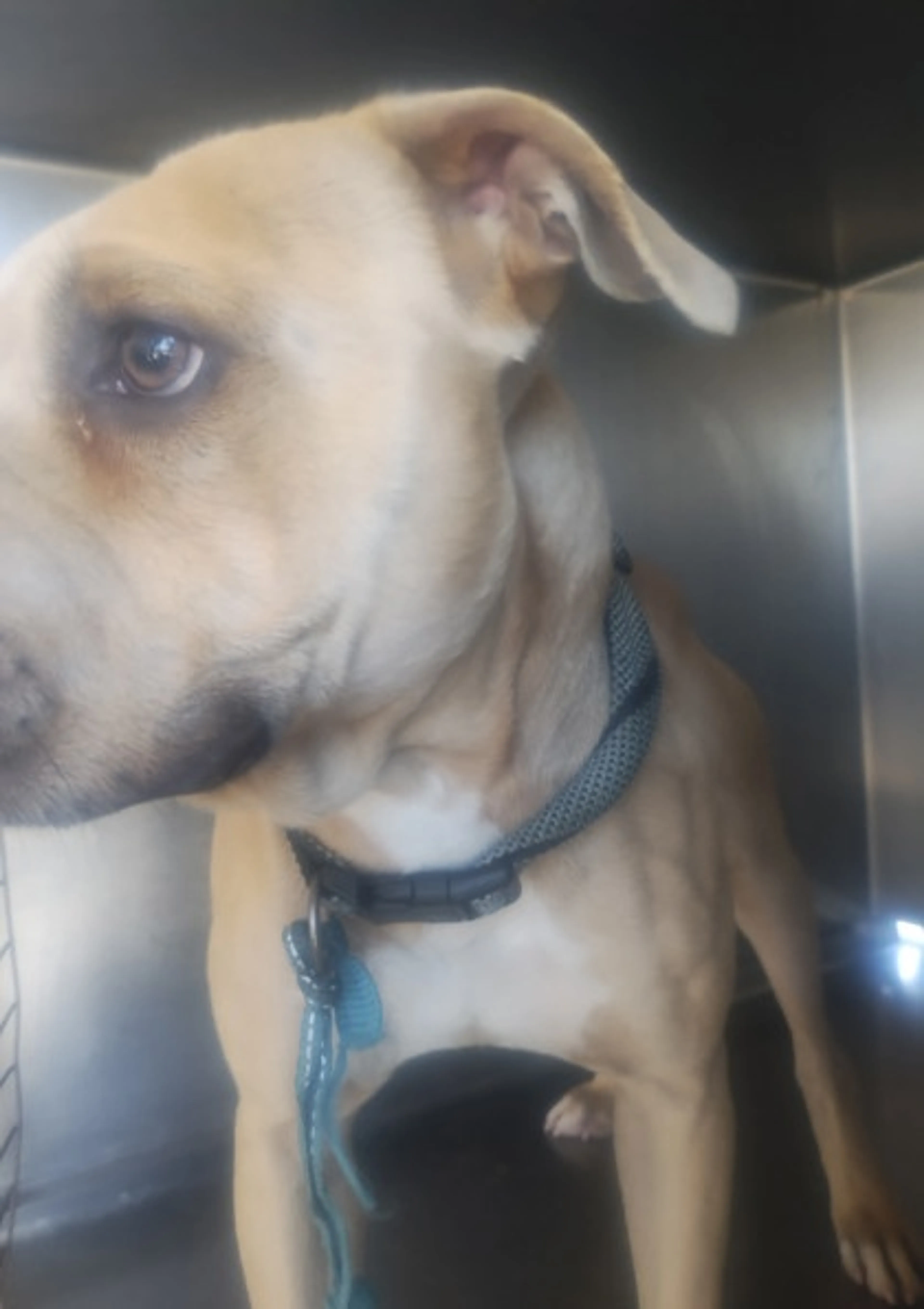 Found pet-1