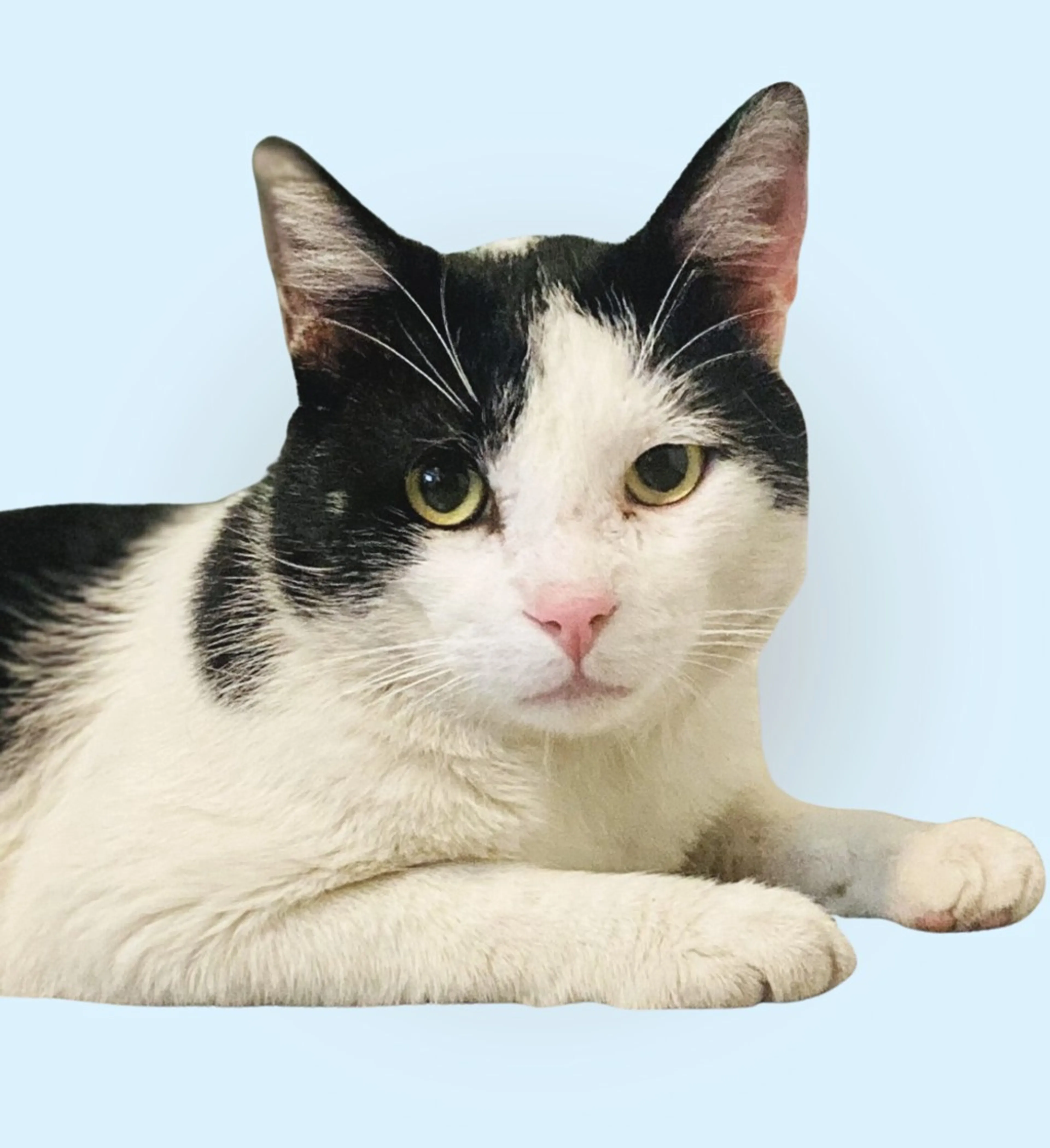 Found pet