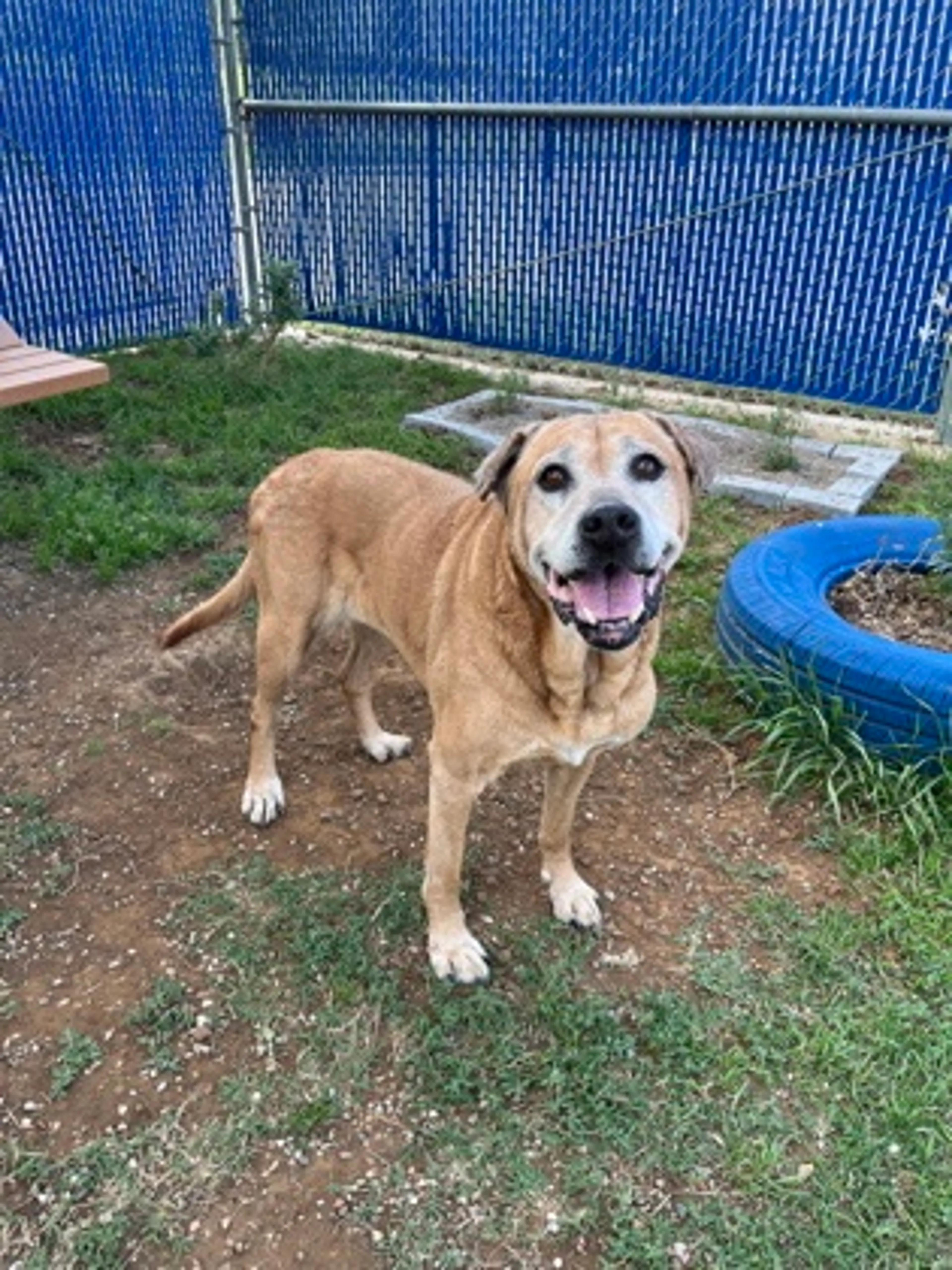 Found pet-1