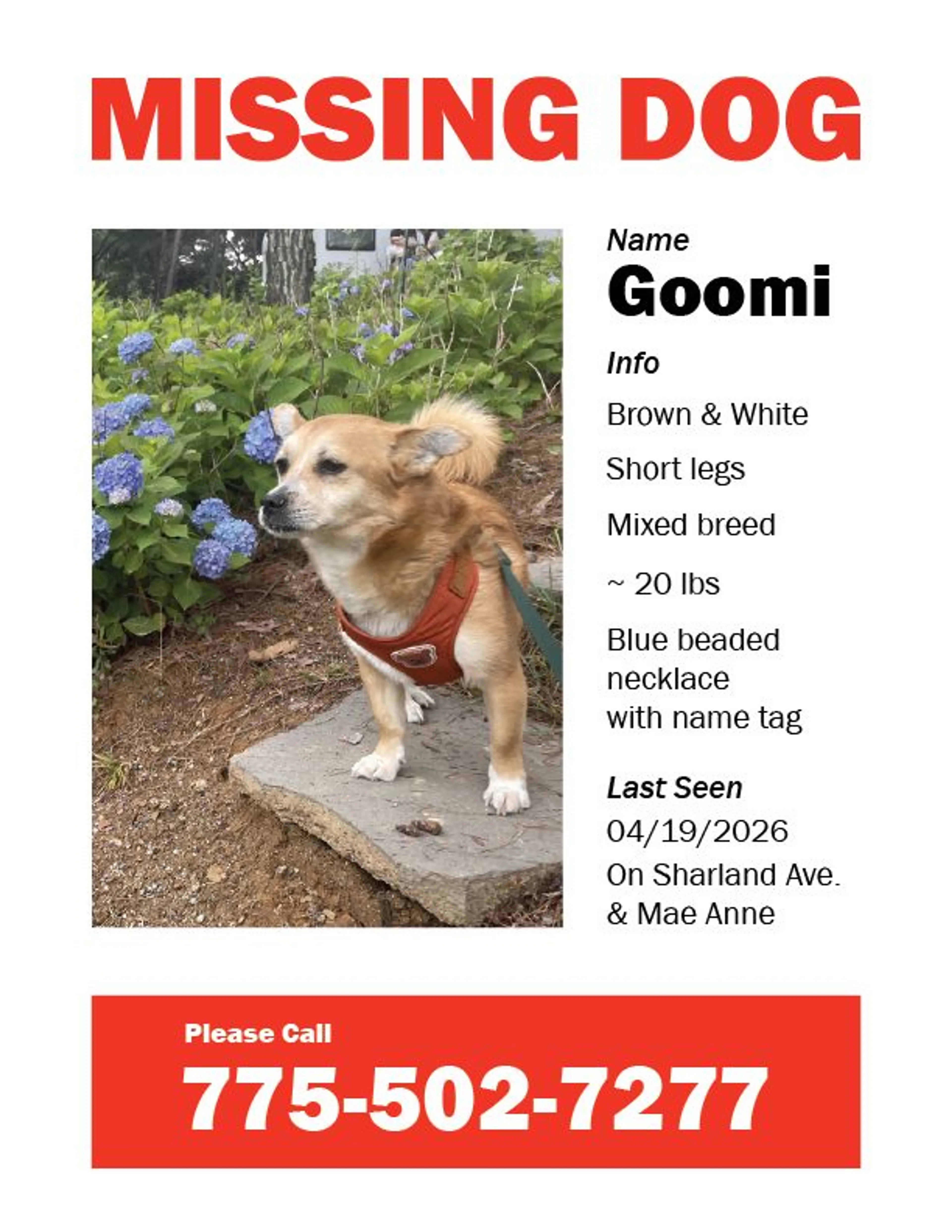 Lost pet-0