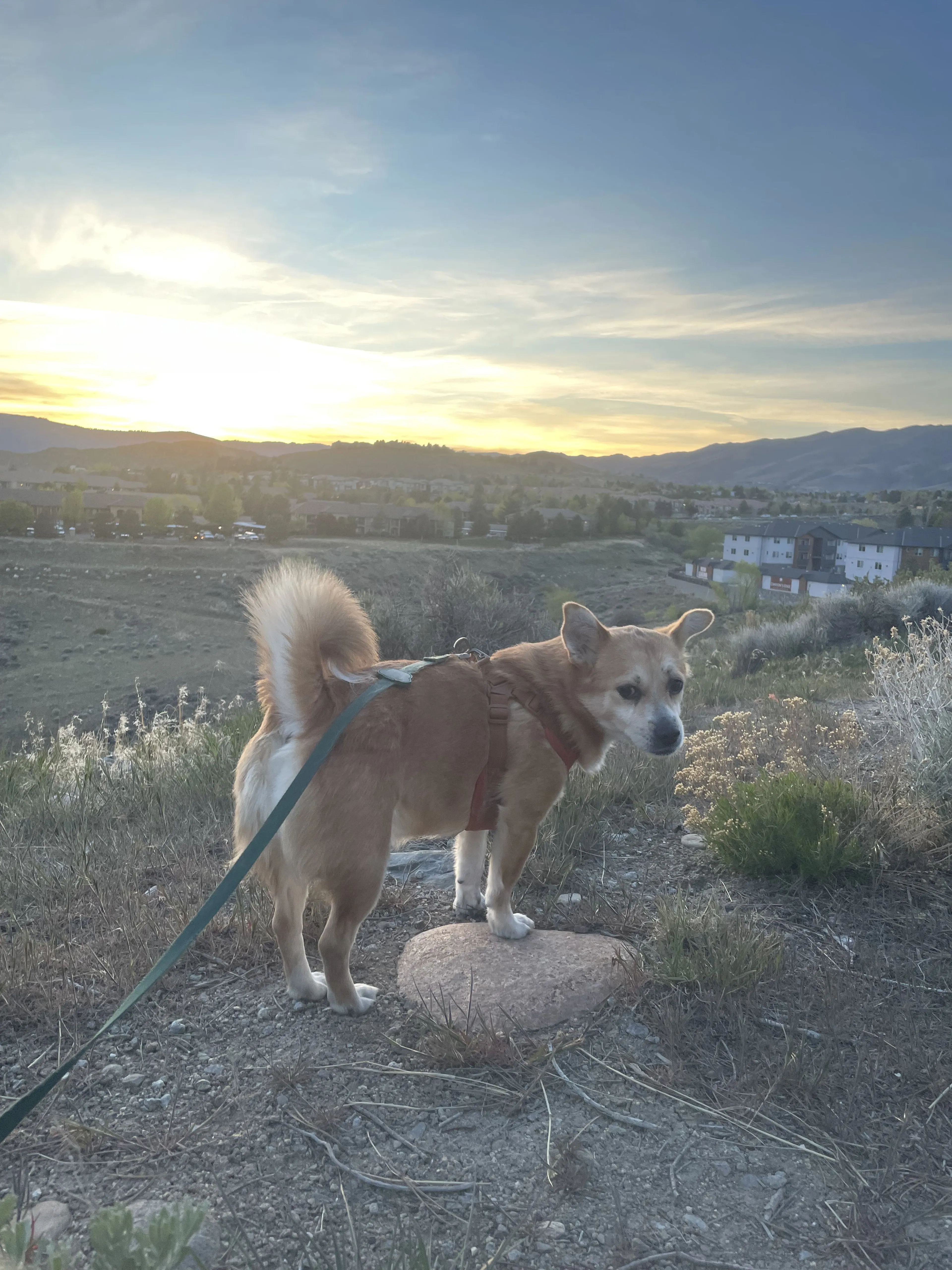Lost pet-2