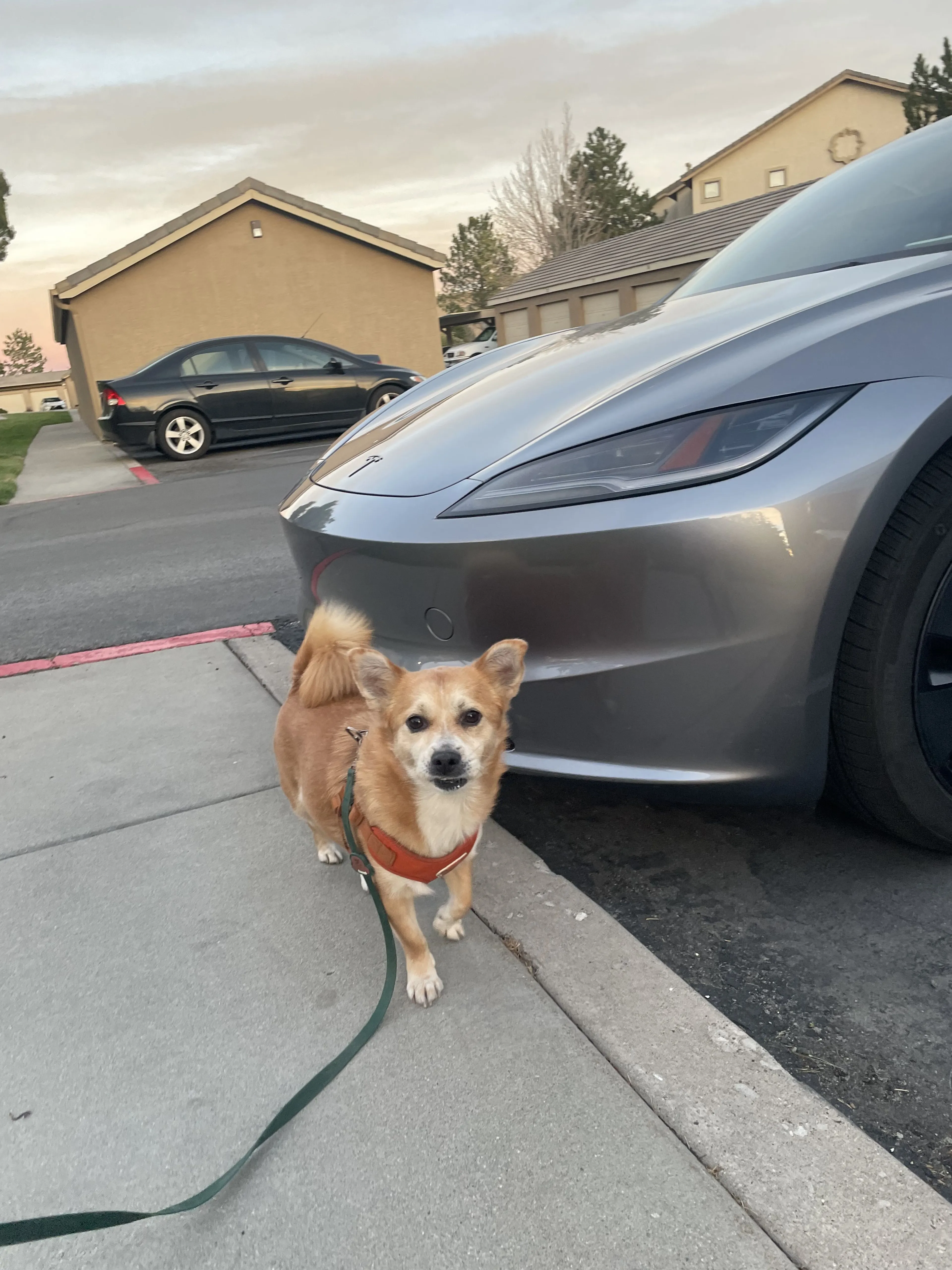 Lost pet-1