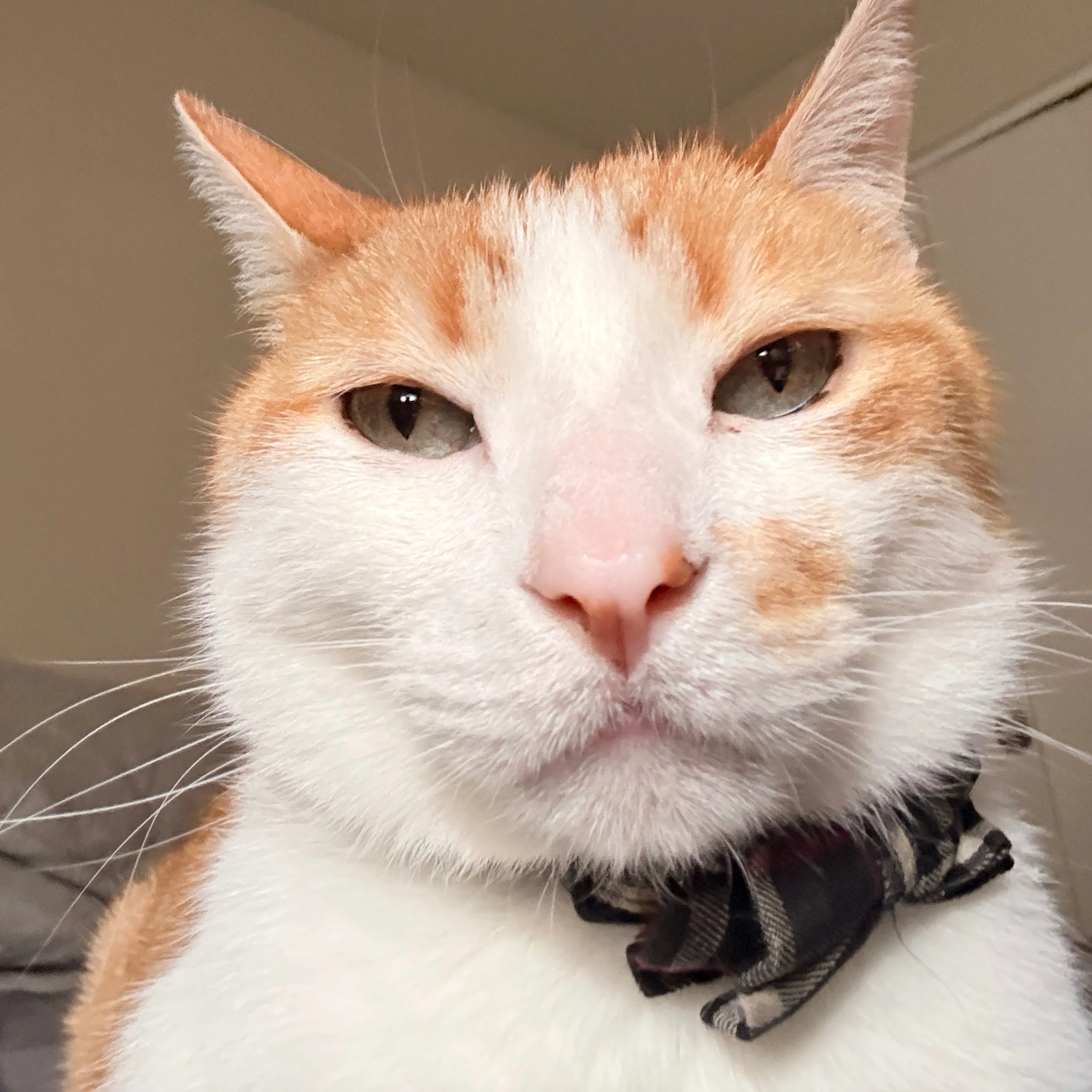 Lost pet-3