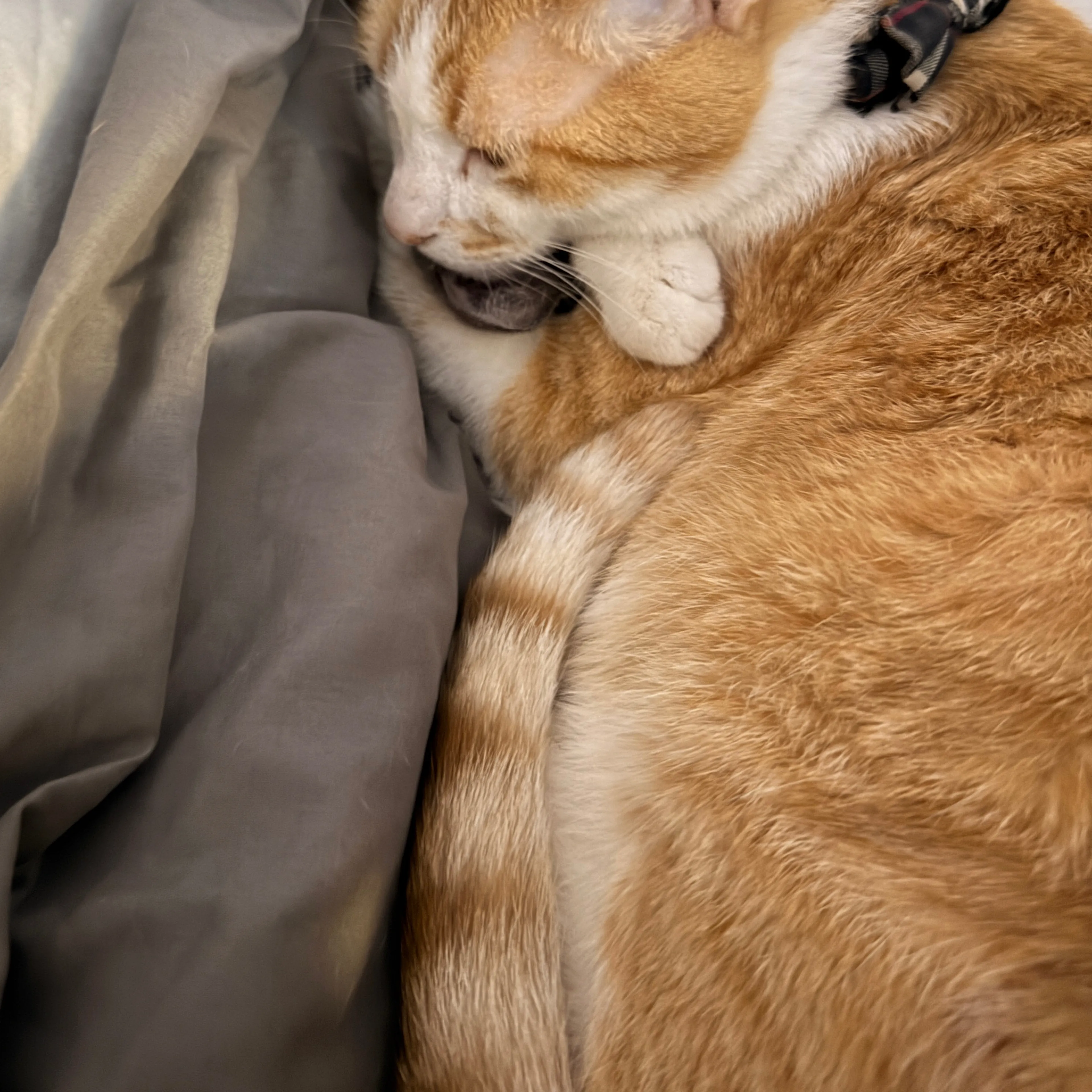 Lost pet-1