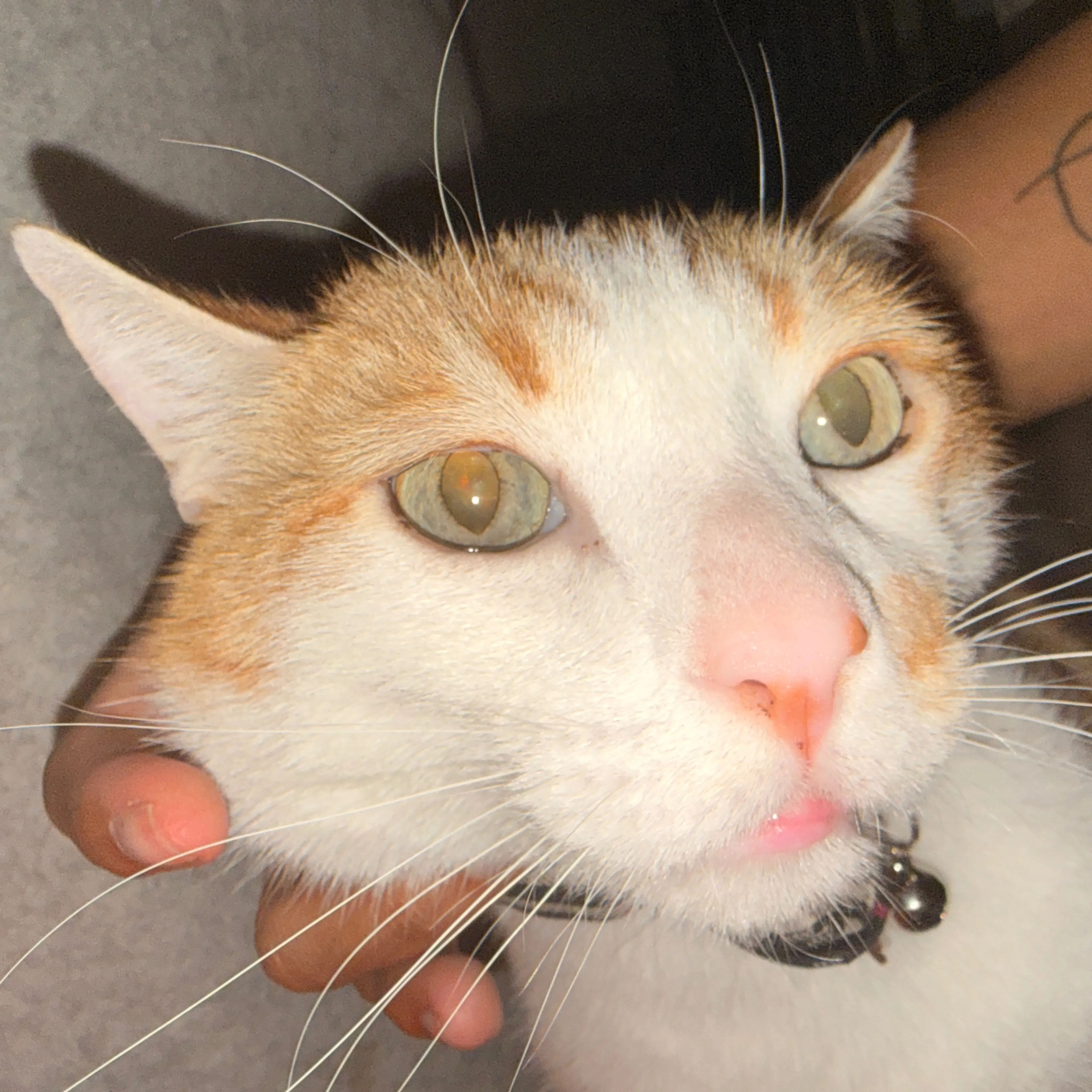 Lost pet-2