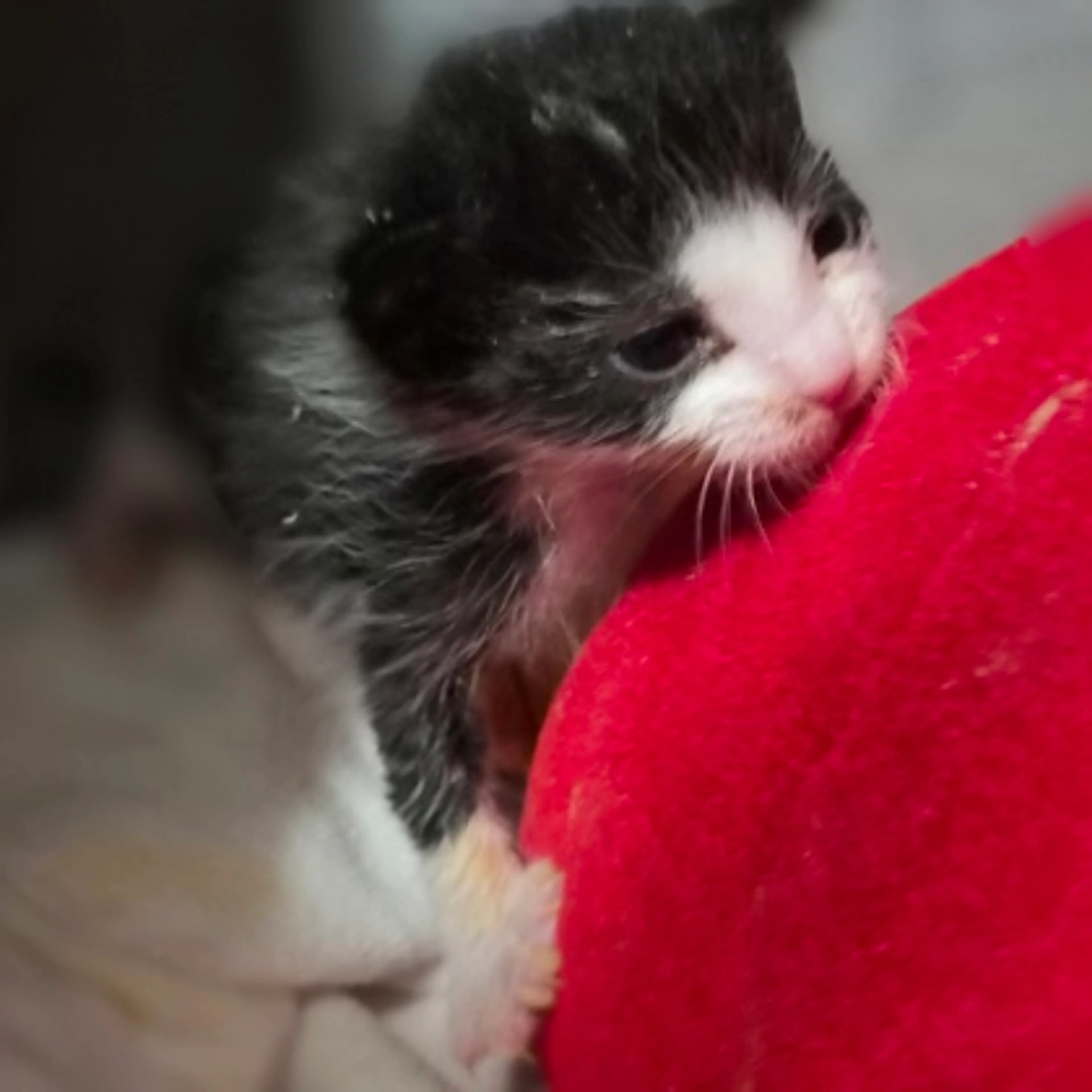 Found pet-1