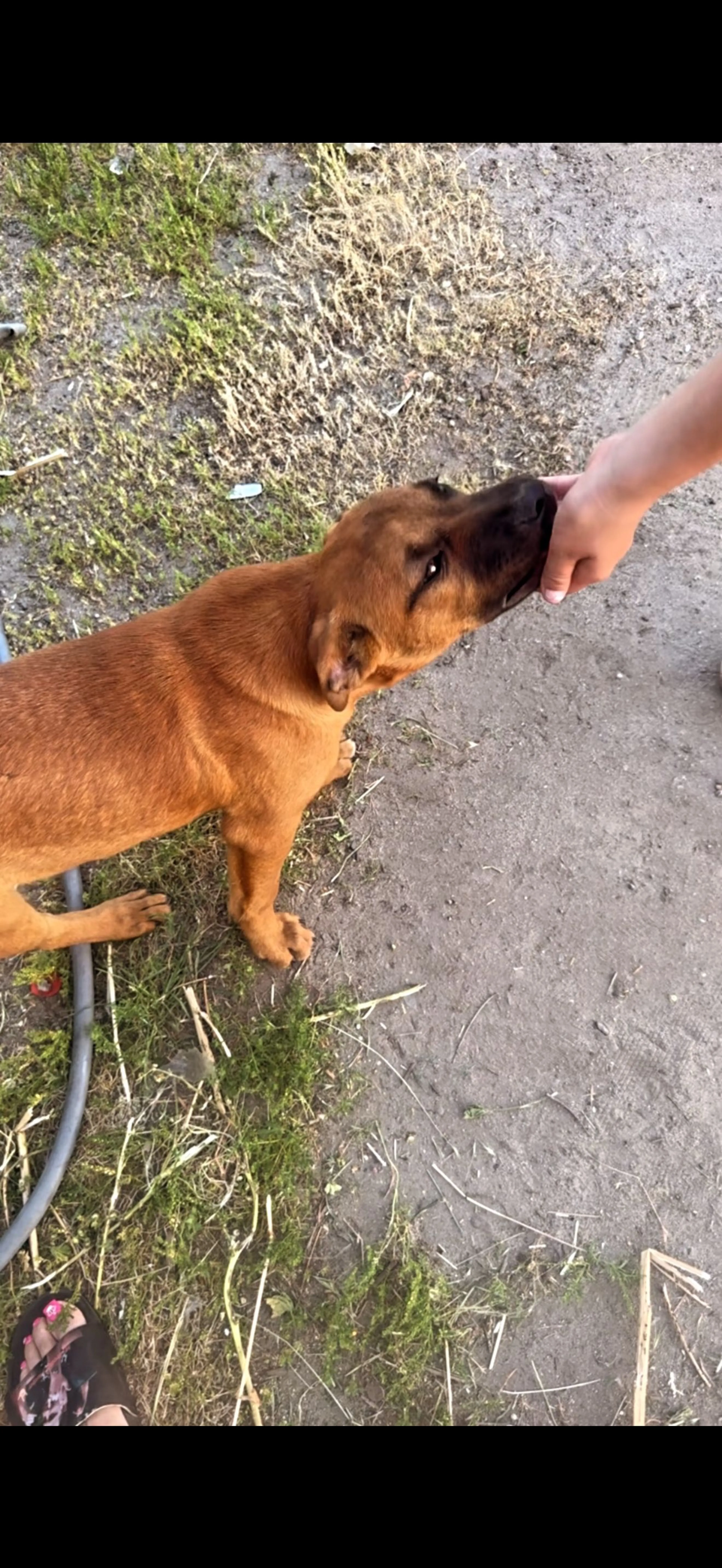 Lost pet