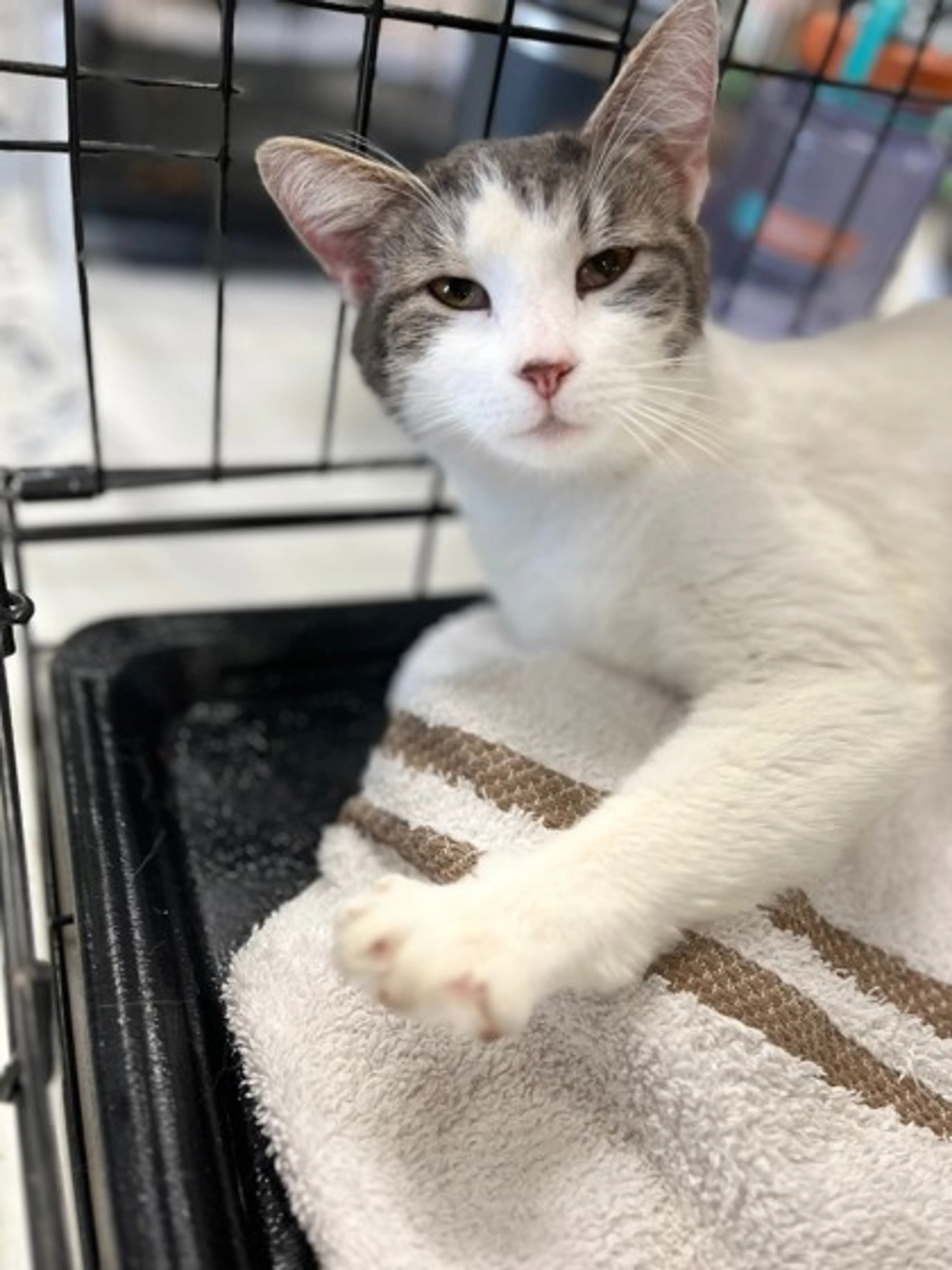 Found pet-2
