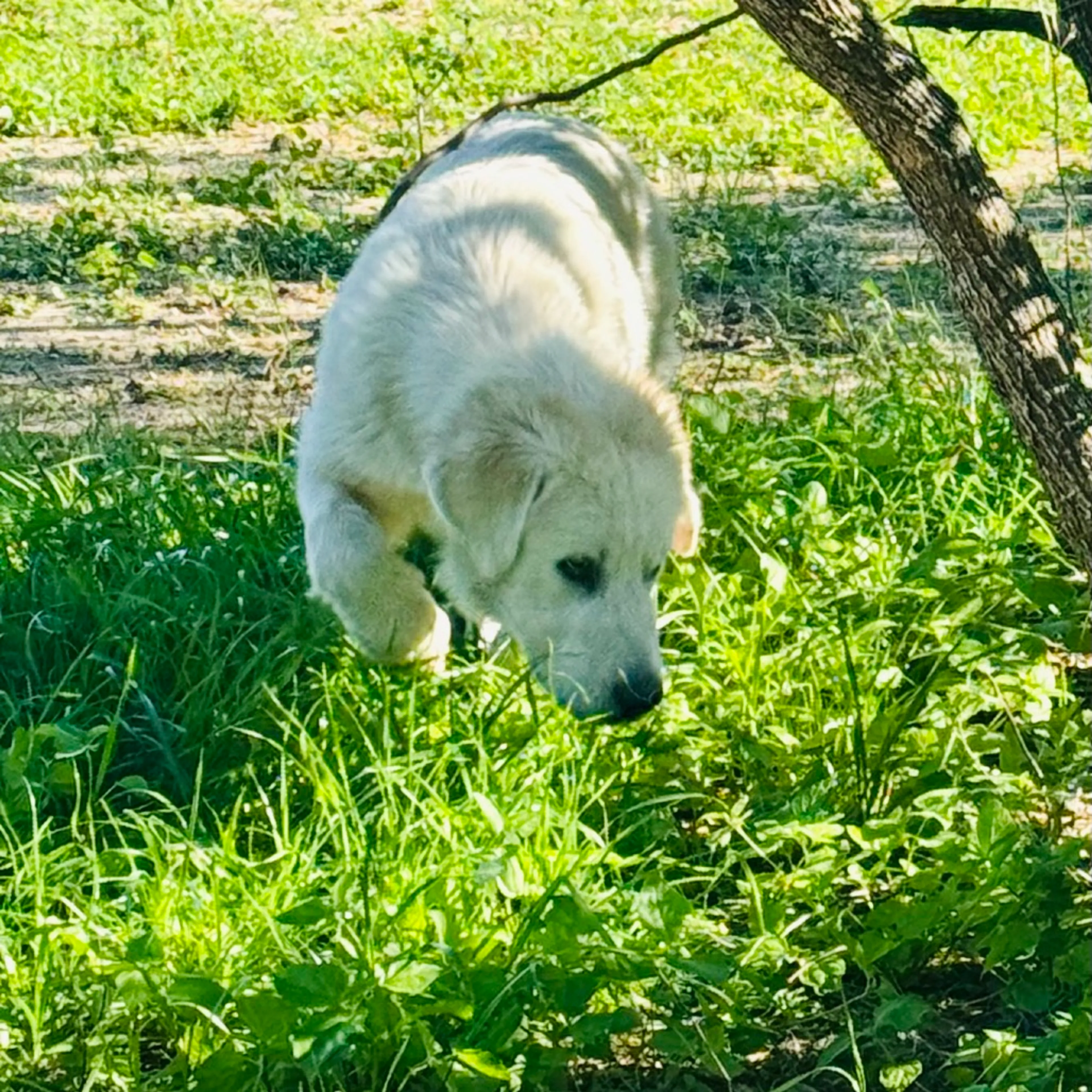 Found pet-6