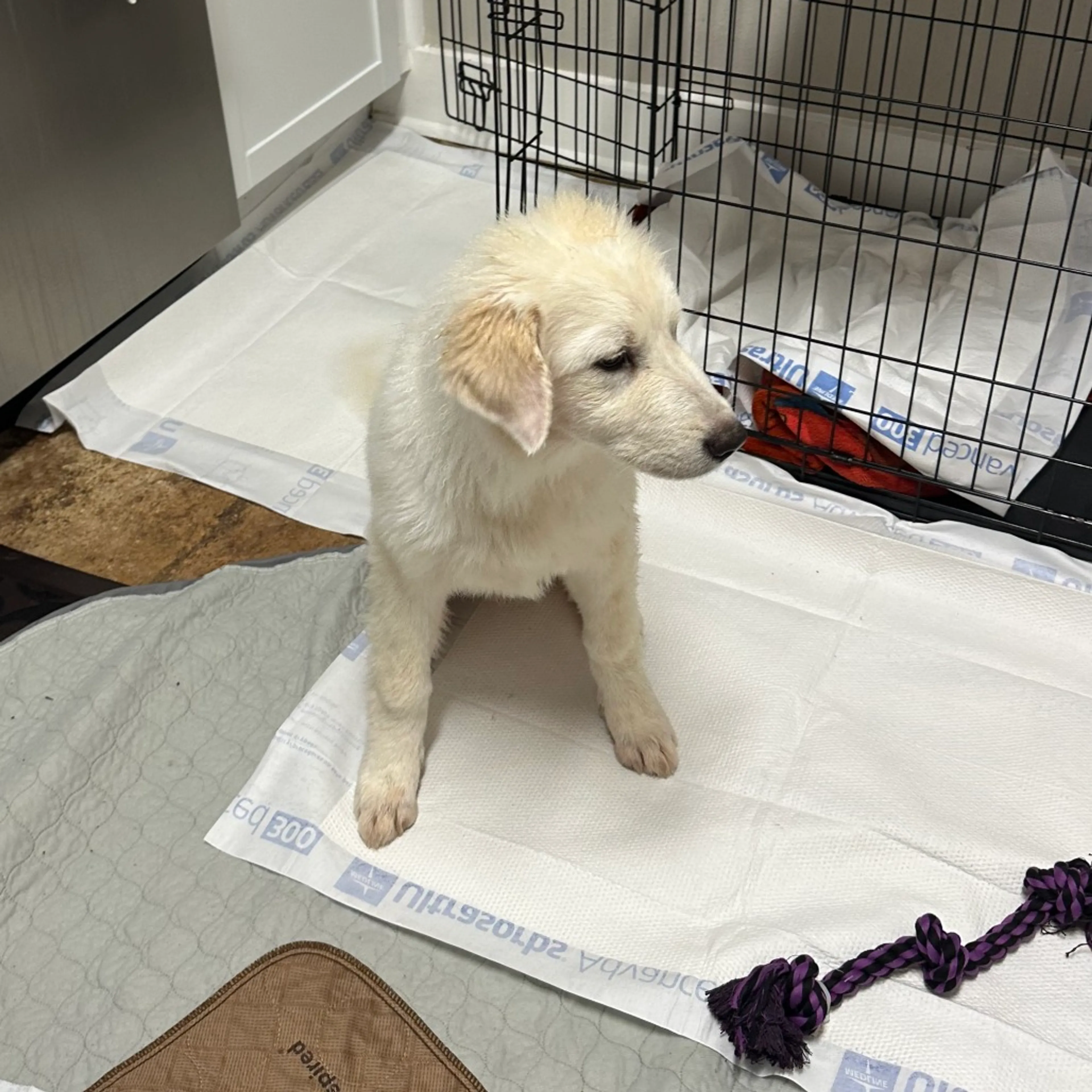 Found pet-2