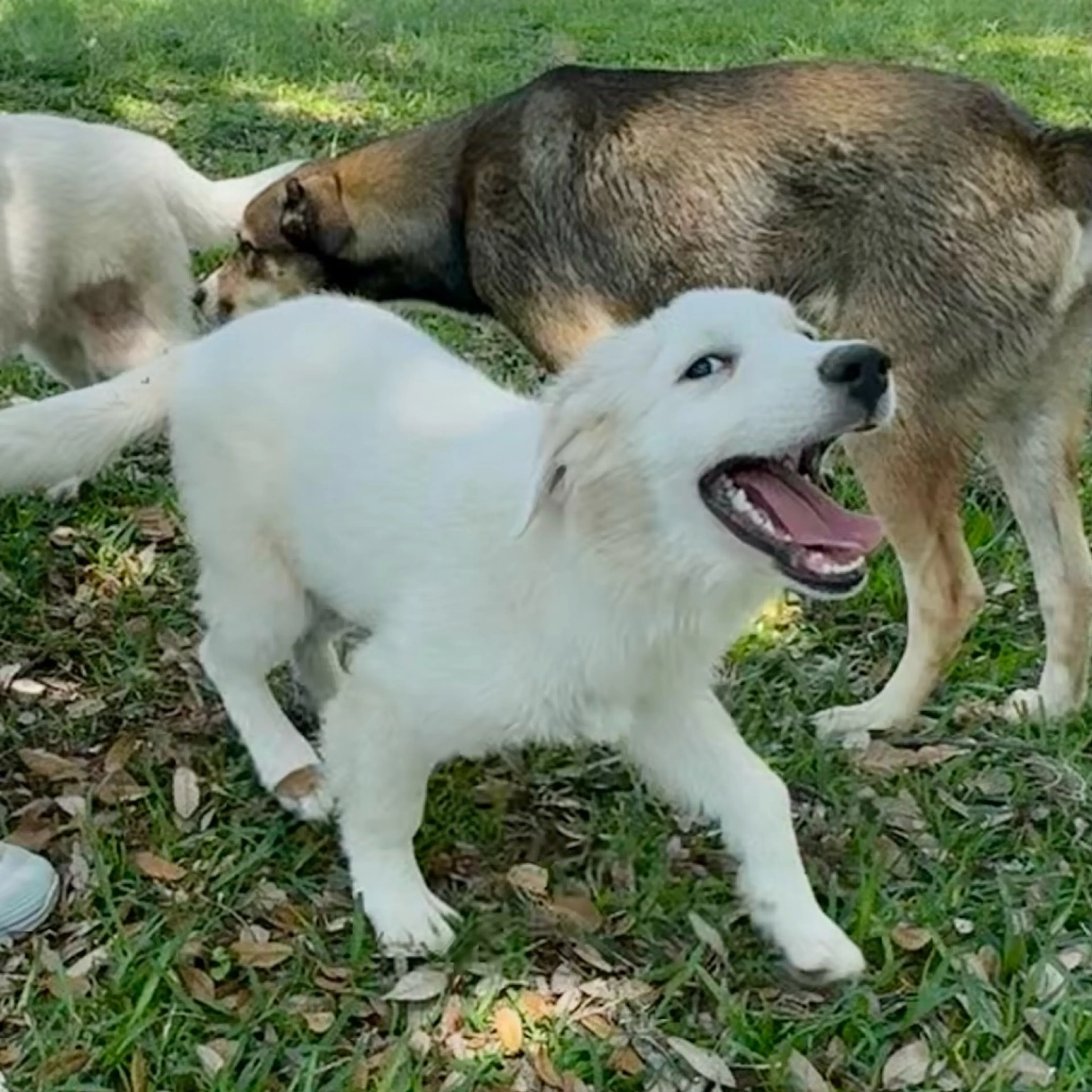 Found pet-9